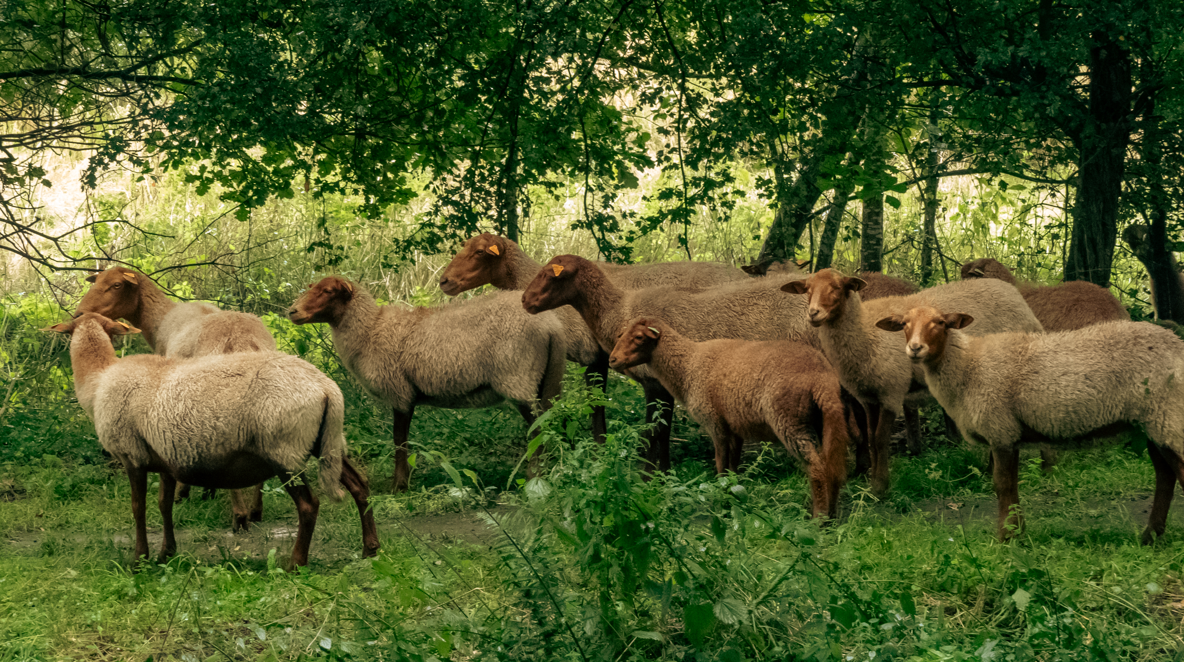 Schapen langs de gracht