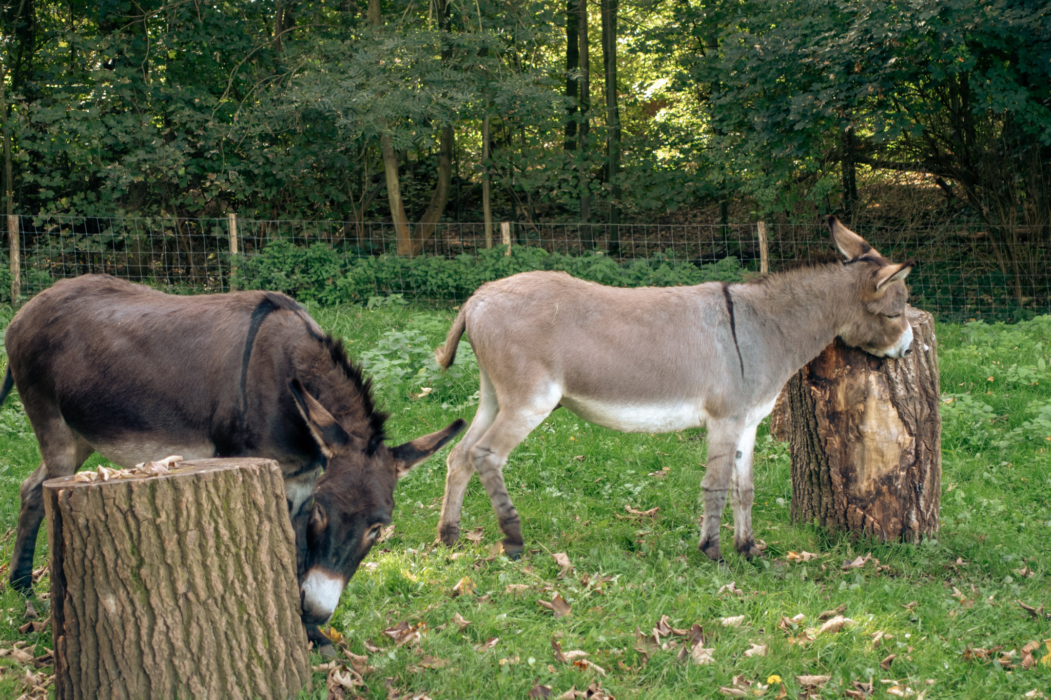 Ezels aan het Rood Klooster