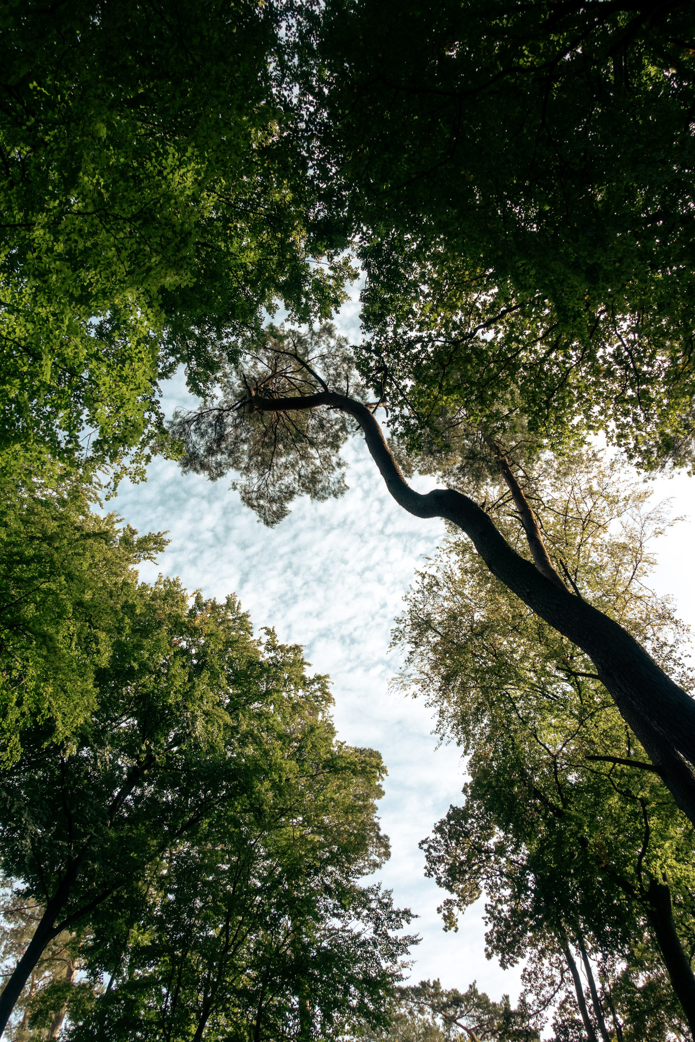 Bomen van onderen getrokken