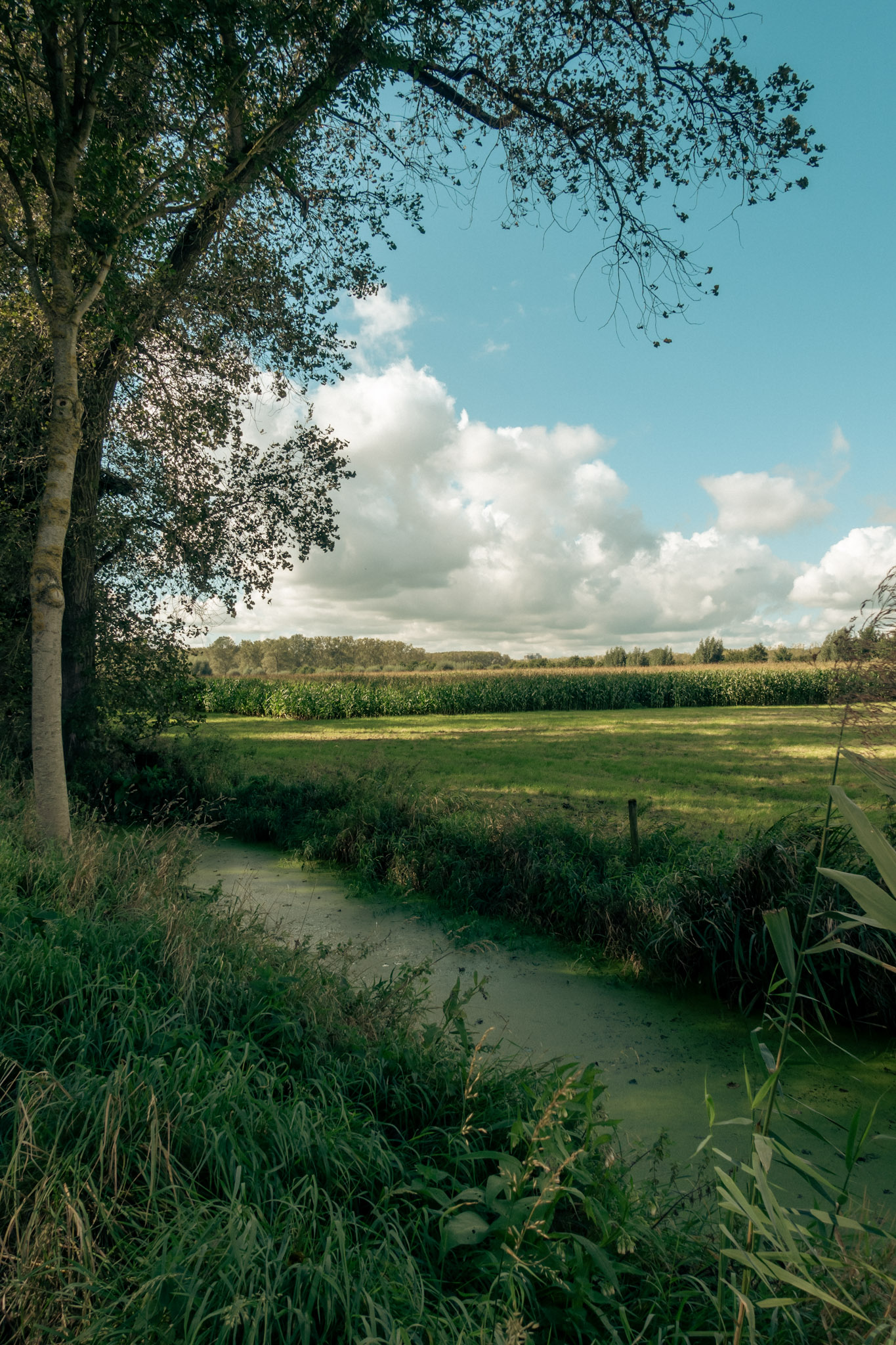 Beekje met bomen en velden
