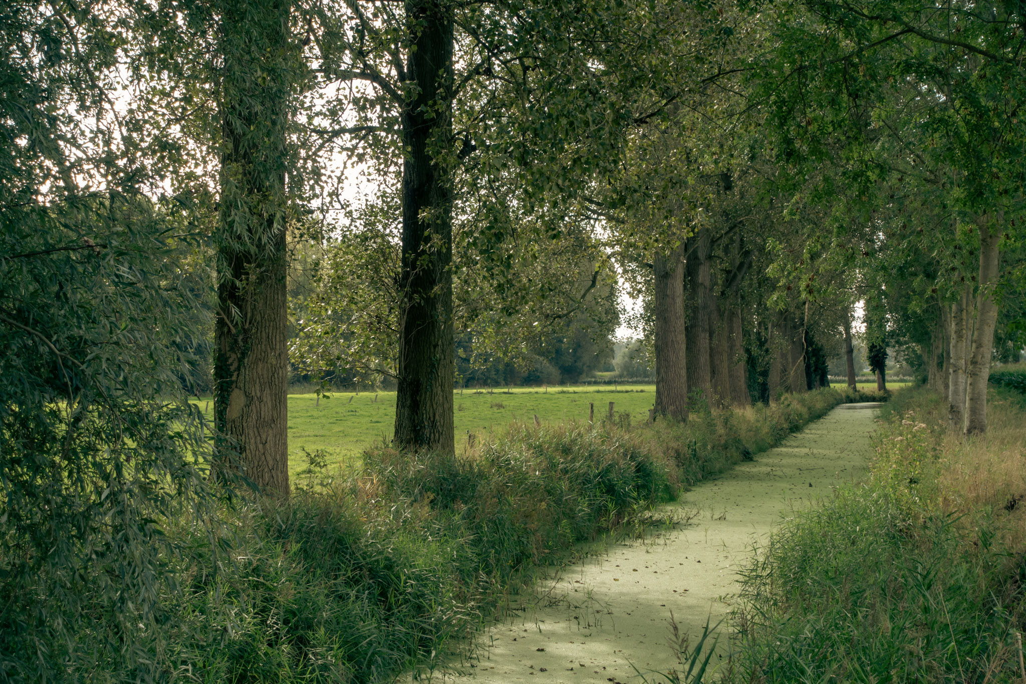 Groene waterloop omringd door bomen met een veld op de achtergrond