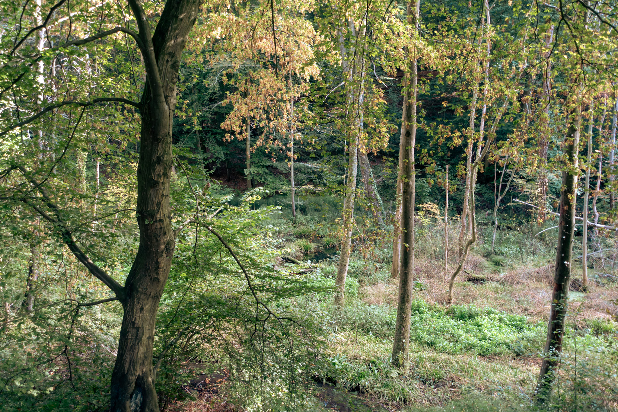 Bomen in een woud