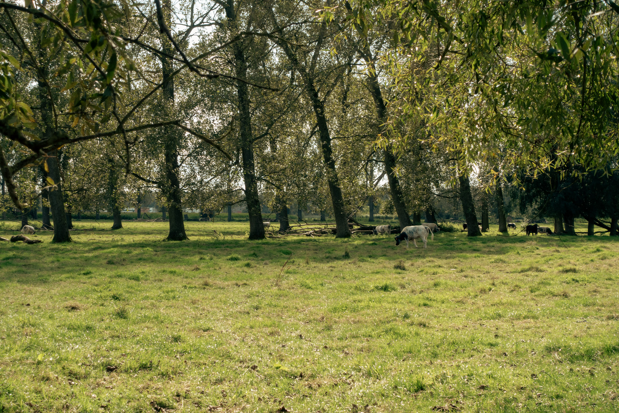 Koeien op een veld waar grote bomen in staan