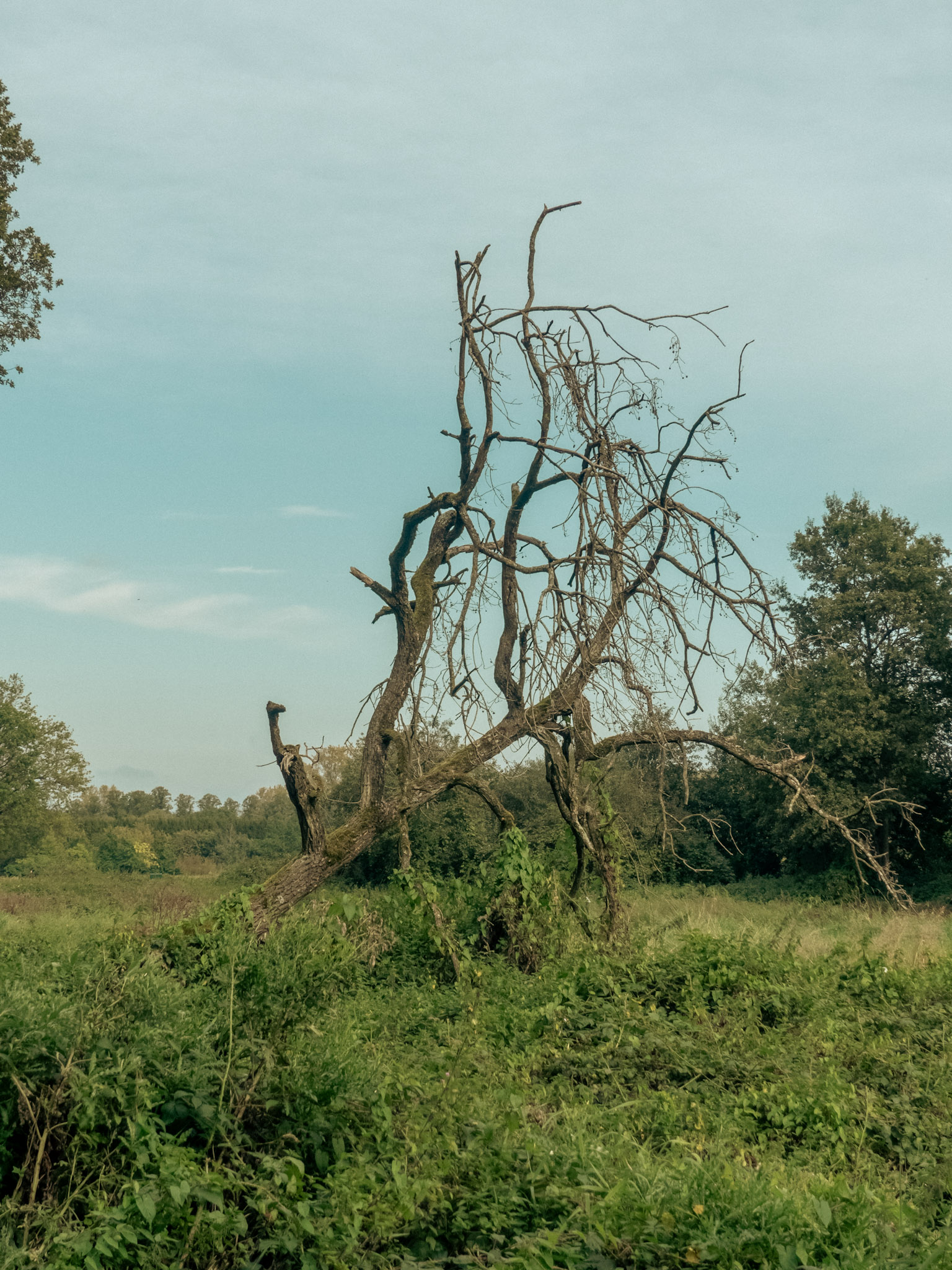 Dode boom in veld