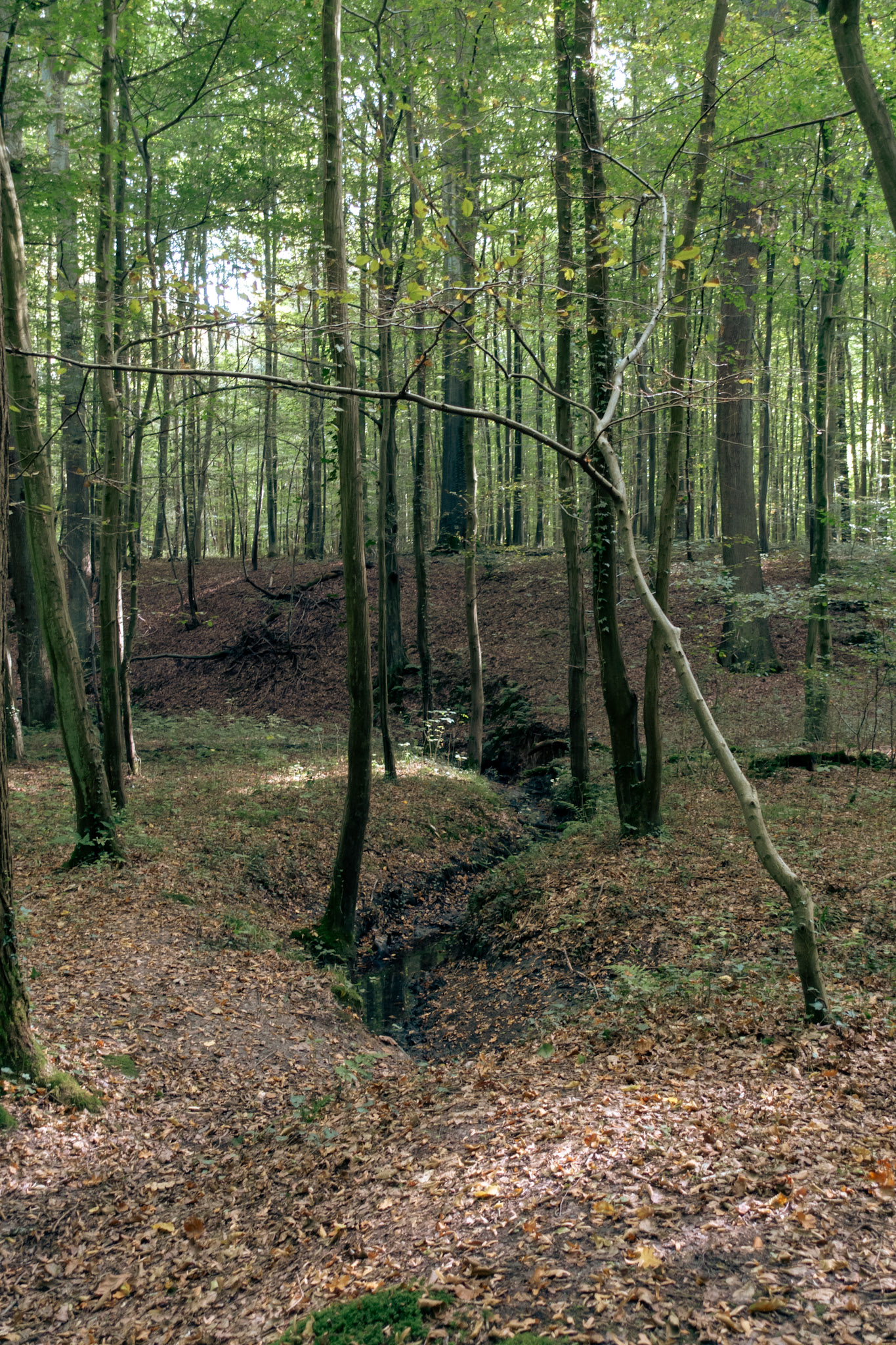 Bomen en beek