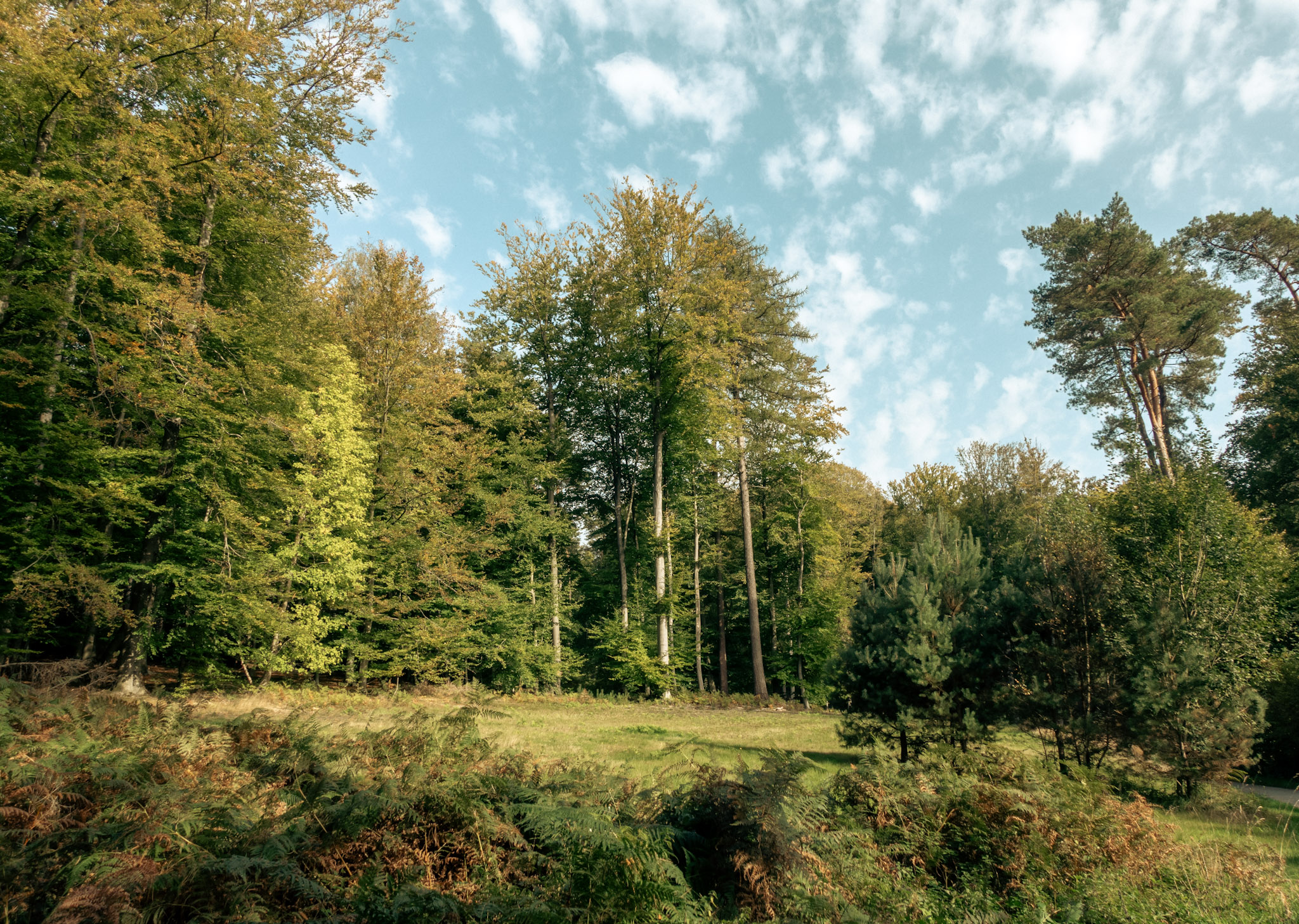 Opening in het bos