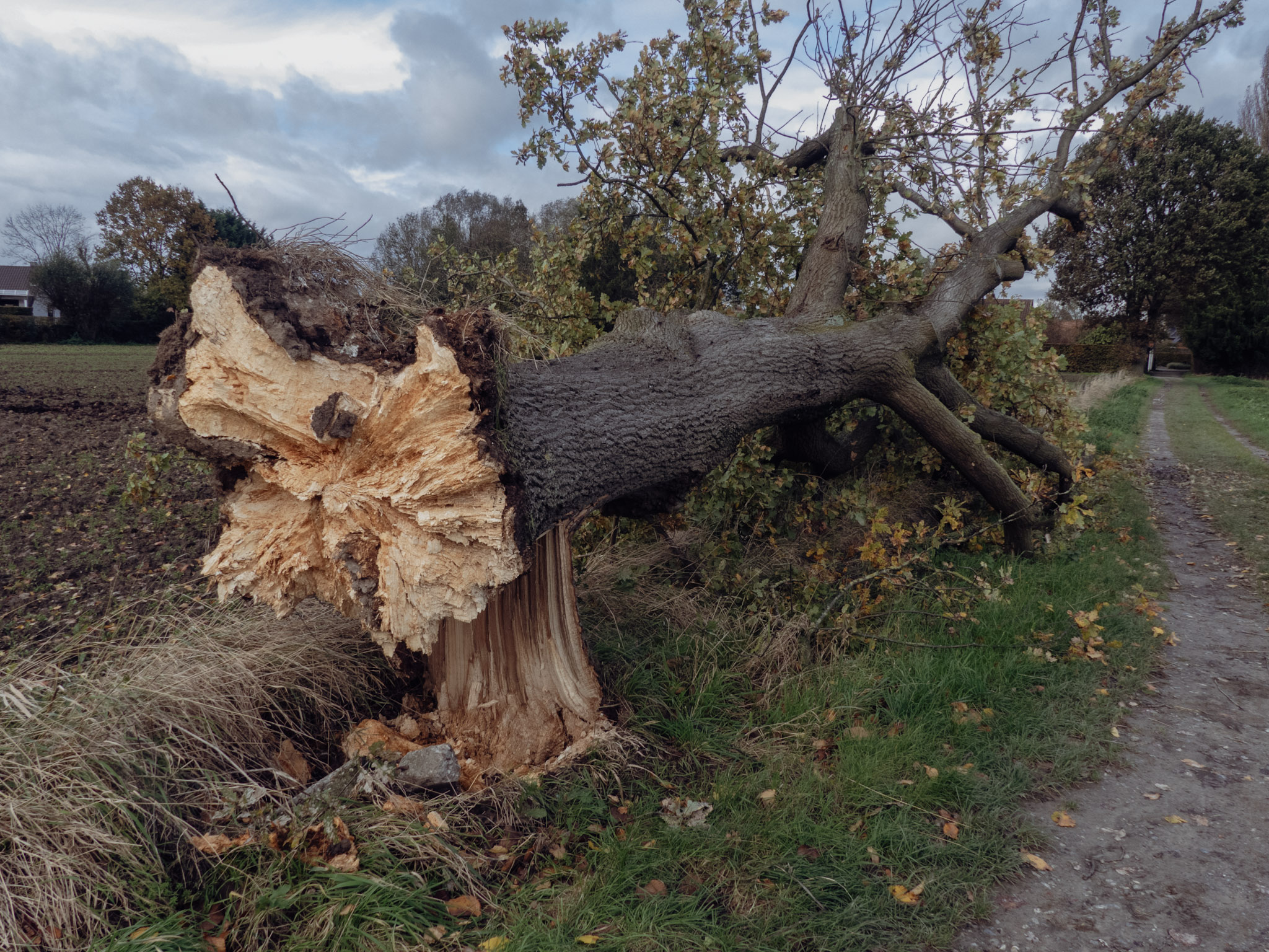 Een omgevallen boom na een herfststorm