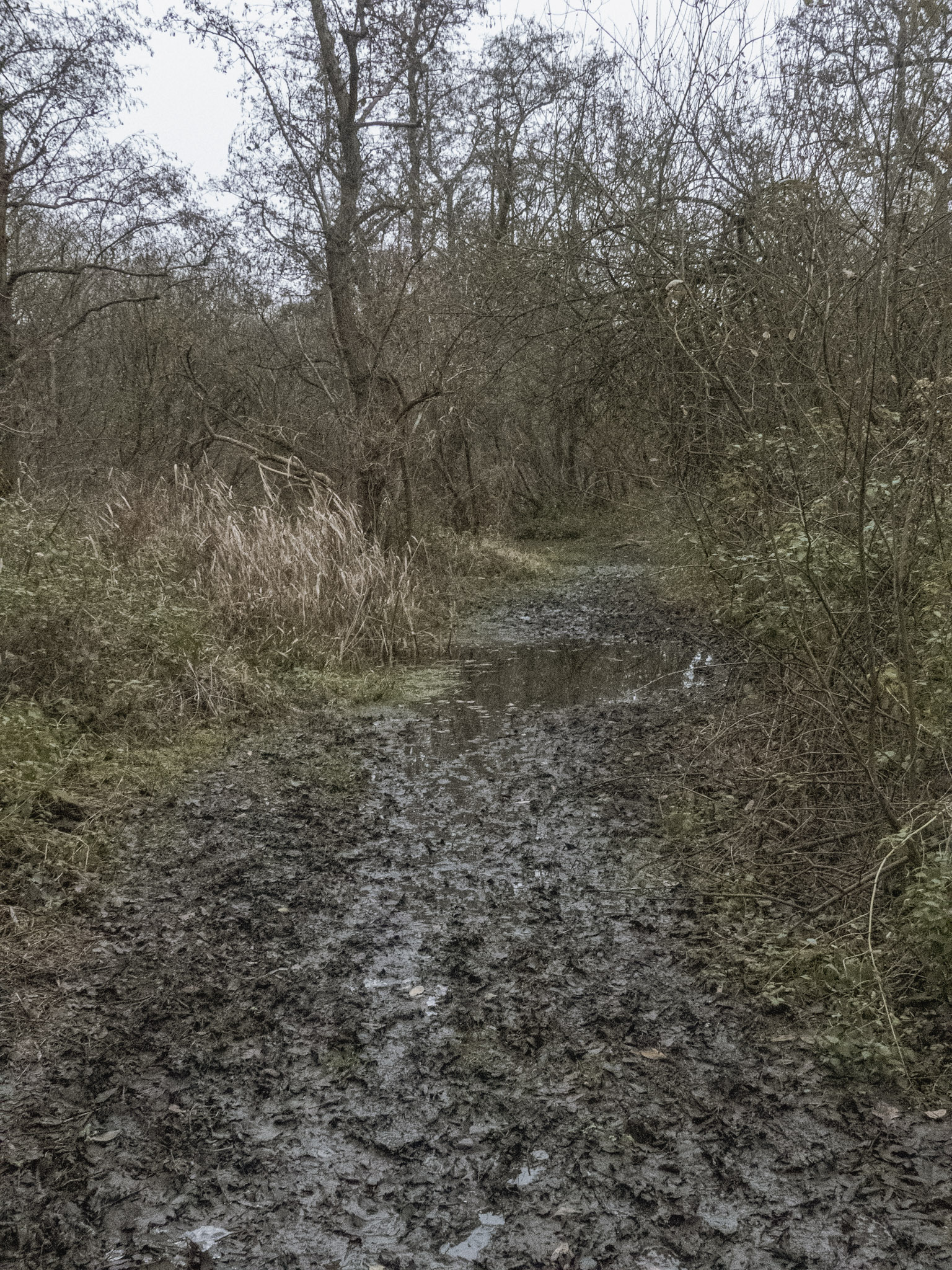 Een moerasweg in de Oude Landen