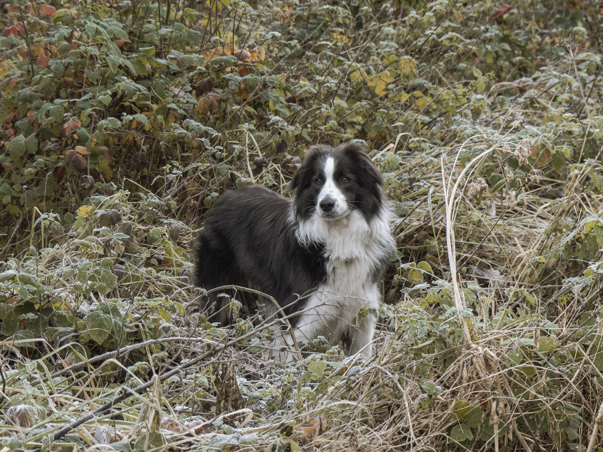 Een hond in bevroren groen
