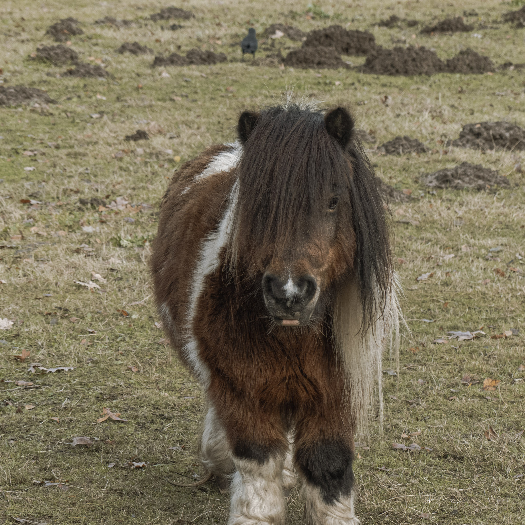 Een ruige pony