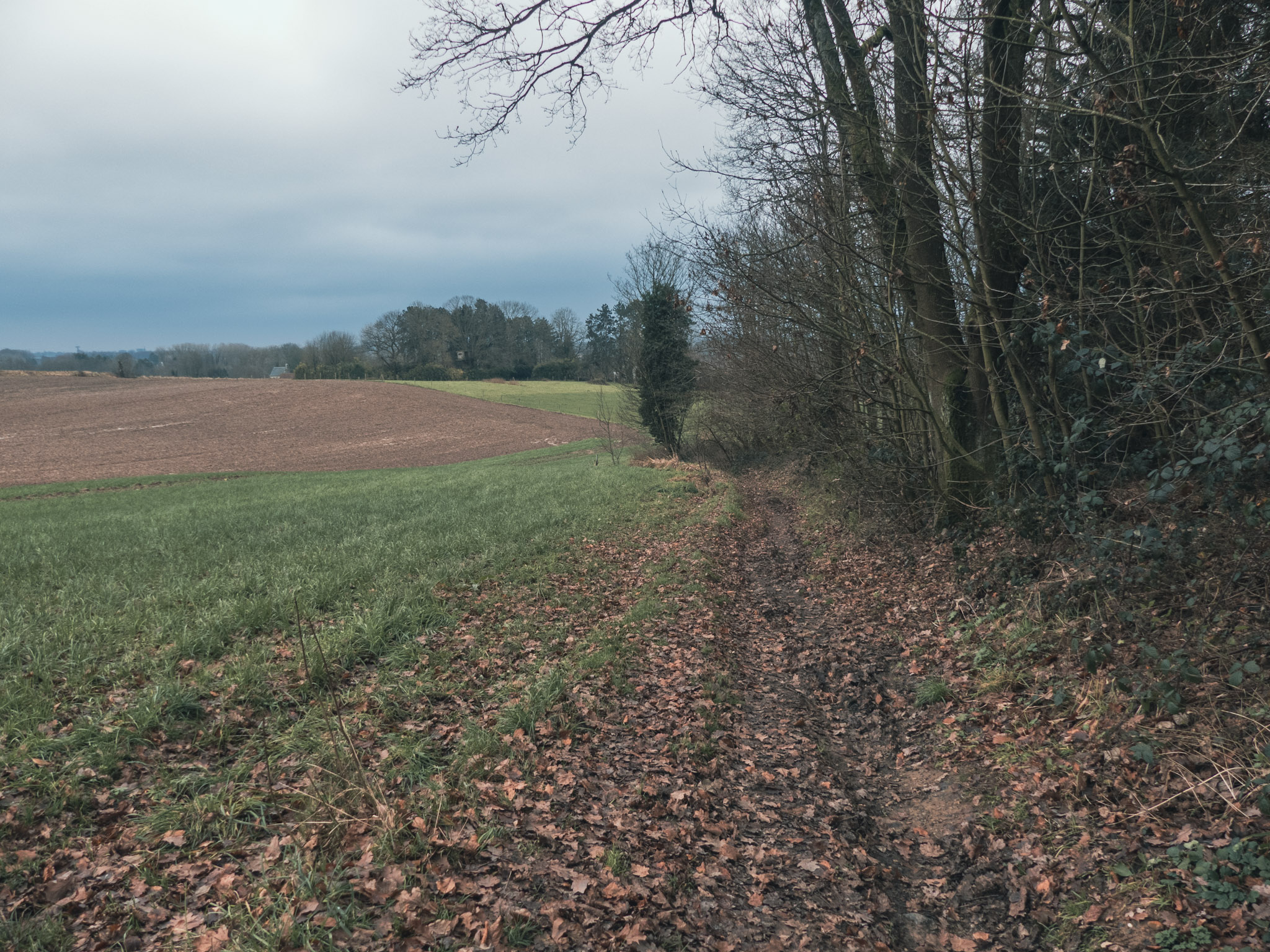 Een dalende weg, links weilanden, rechts bomen