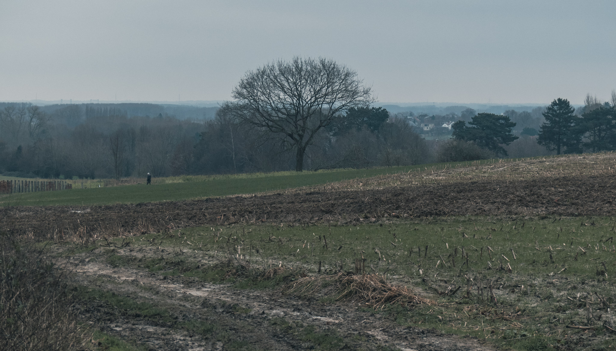 Een eenzame boom in een weiland