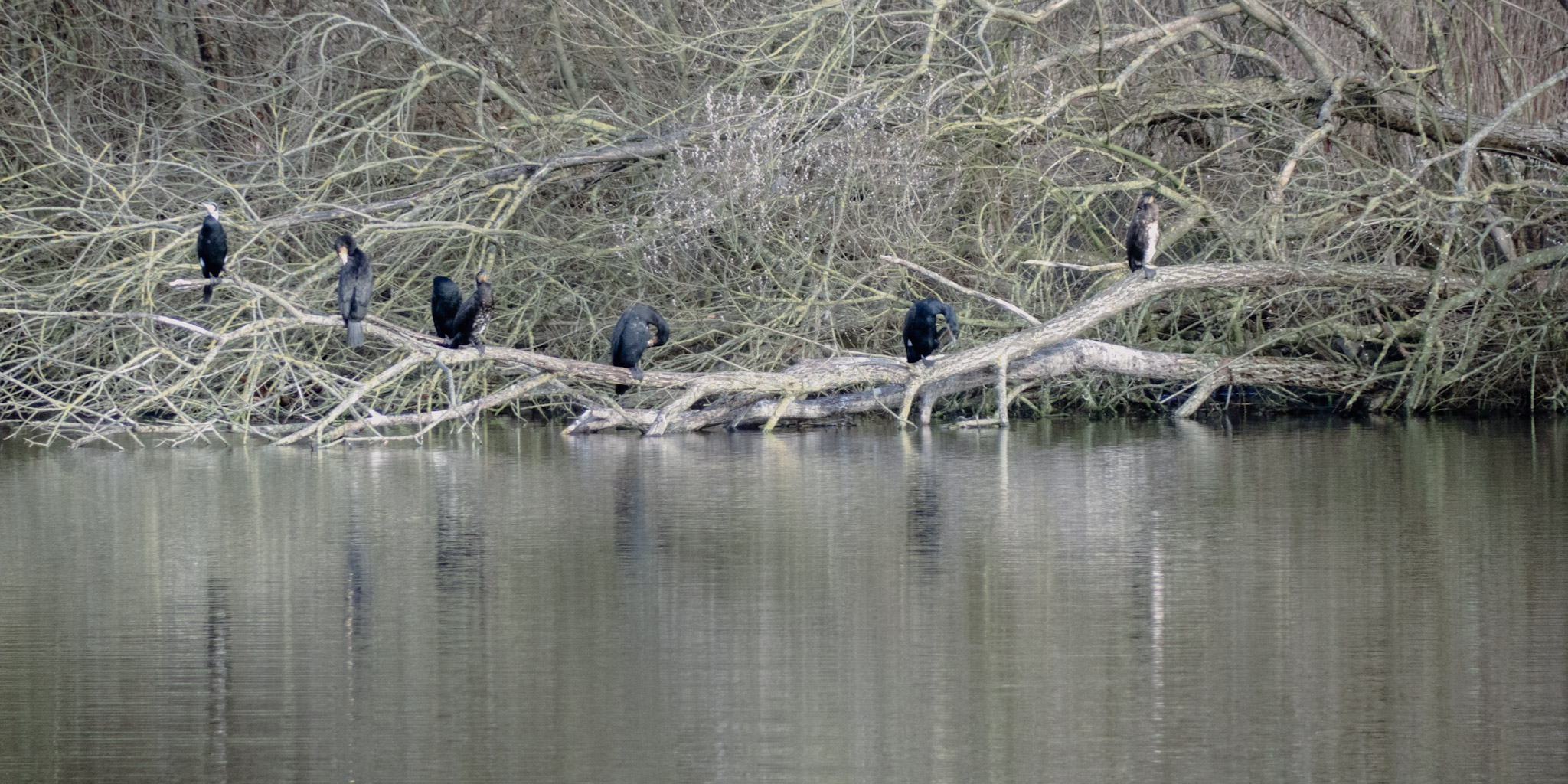 Vogels!