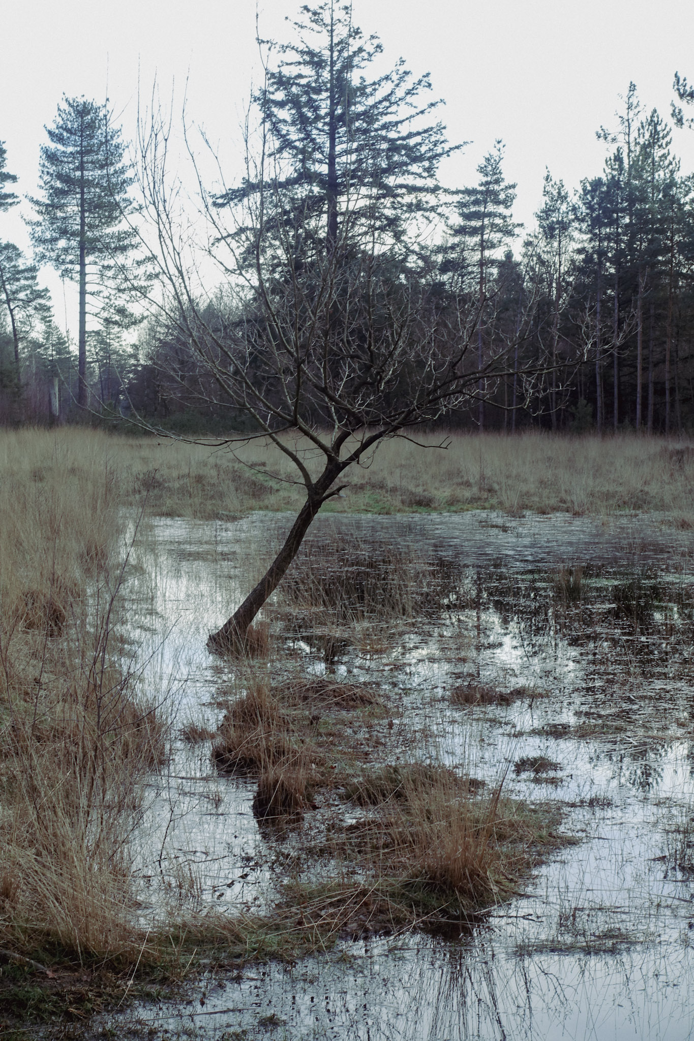 Een eenzame boom in water waar oooit een weg was