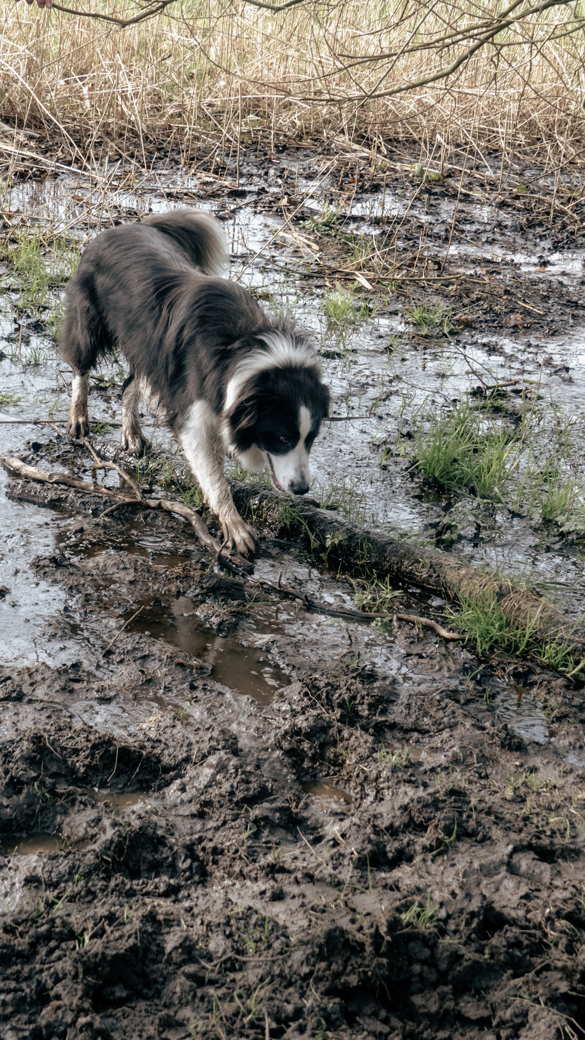 Een wit zwarte hond die op een modderig pad zijn poten niet te nat probeert te krijgen