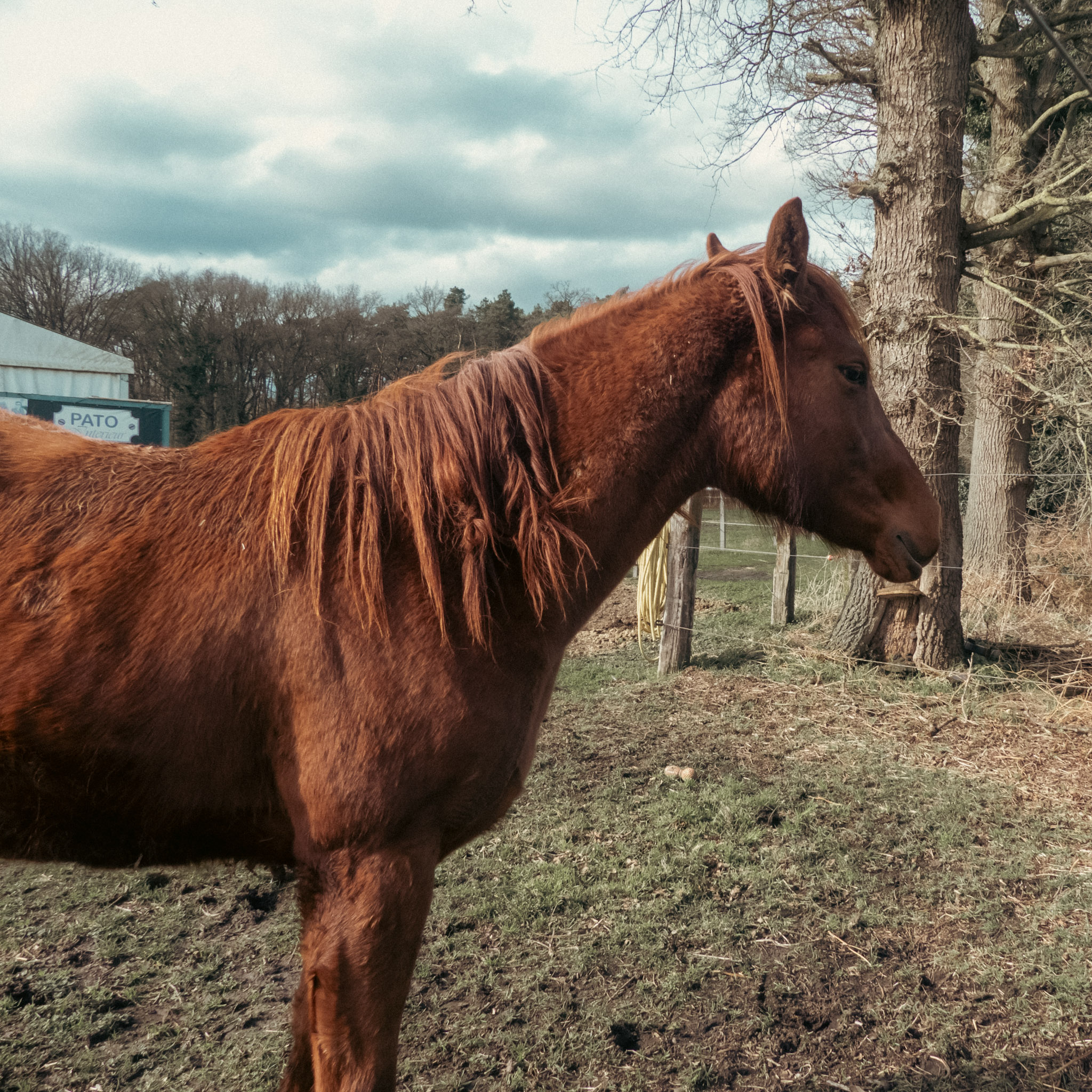 Een ros paard in een wei