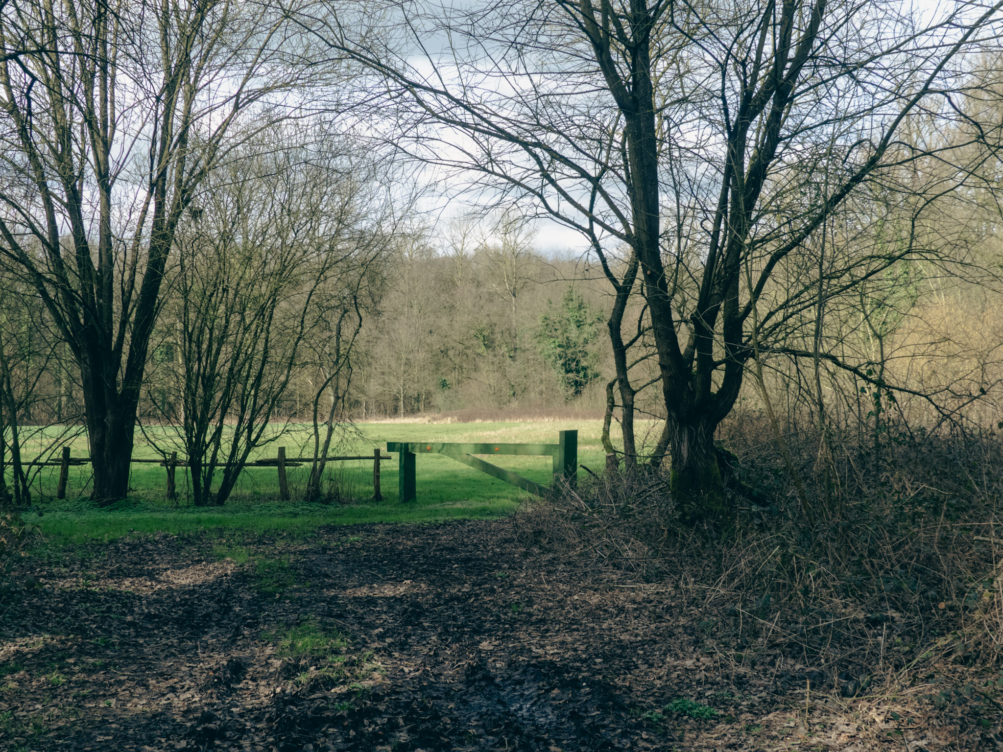 Hekje met daarachter een veldje getrokken vanuit het bos