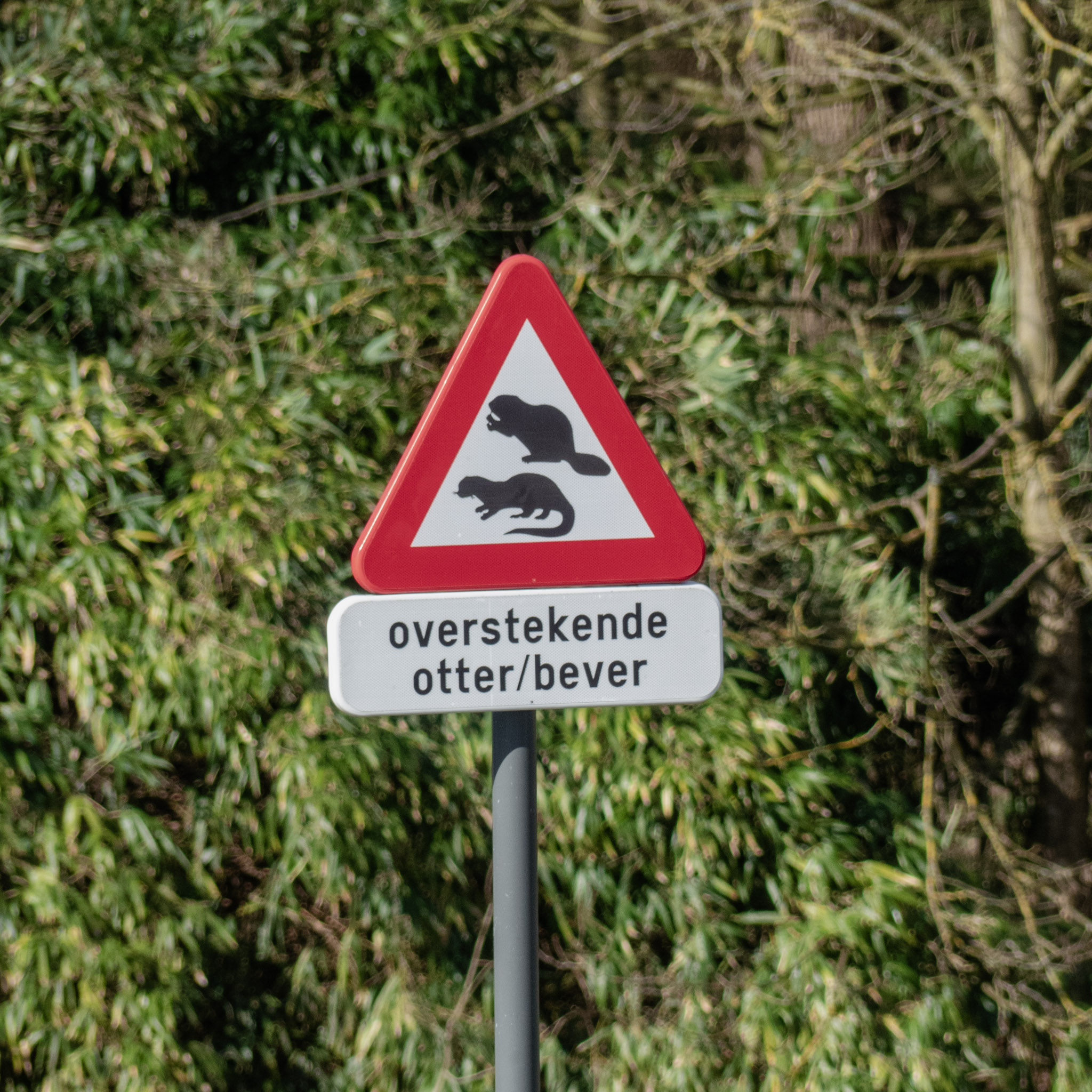 Bordje gevaar: overstekende otter/bever