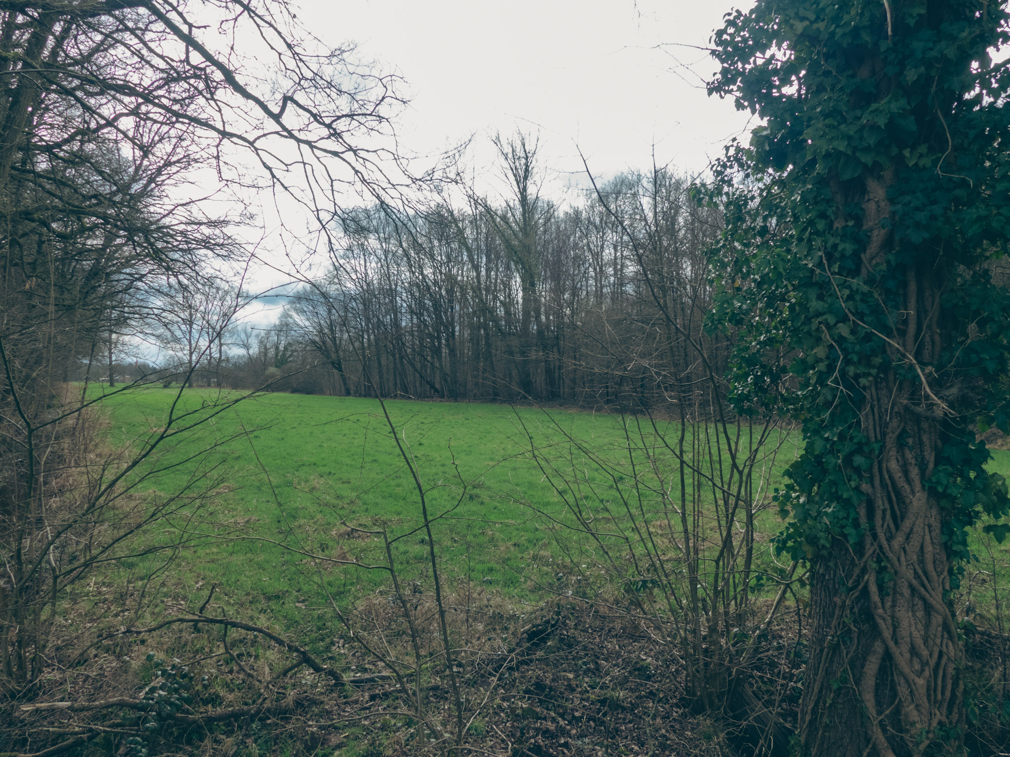 Weiland tussen bomen