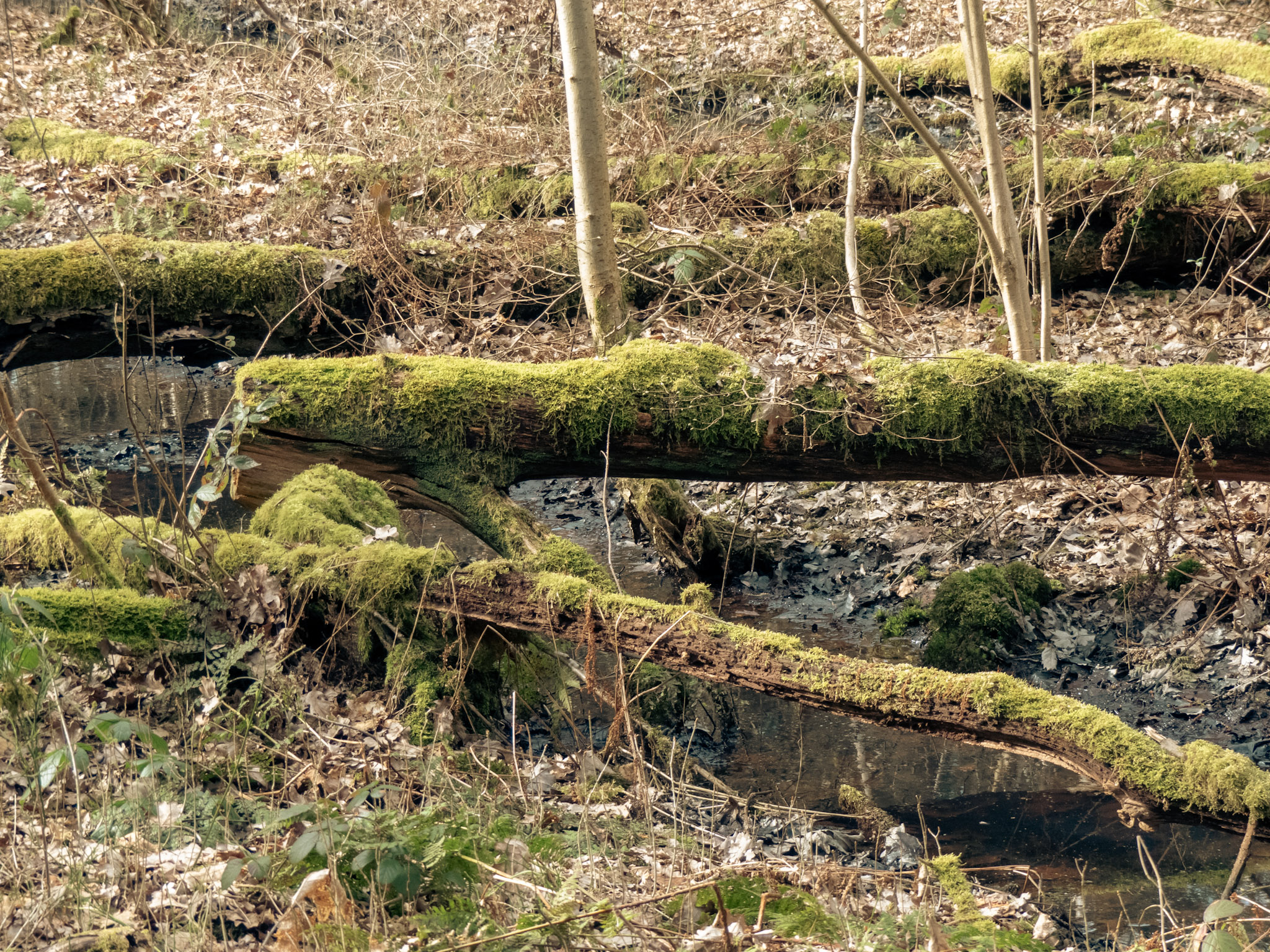 Omgevallen met mos begroeide bomen over een beek