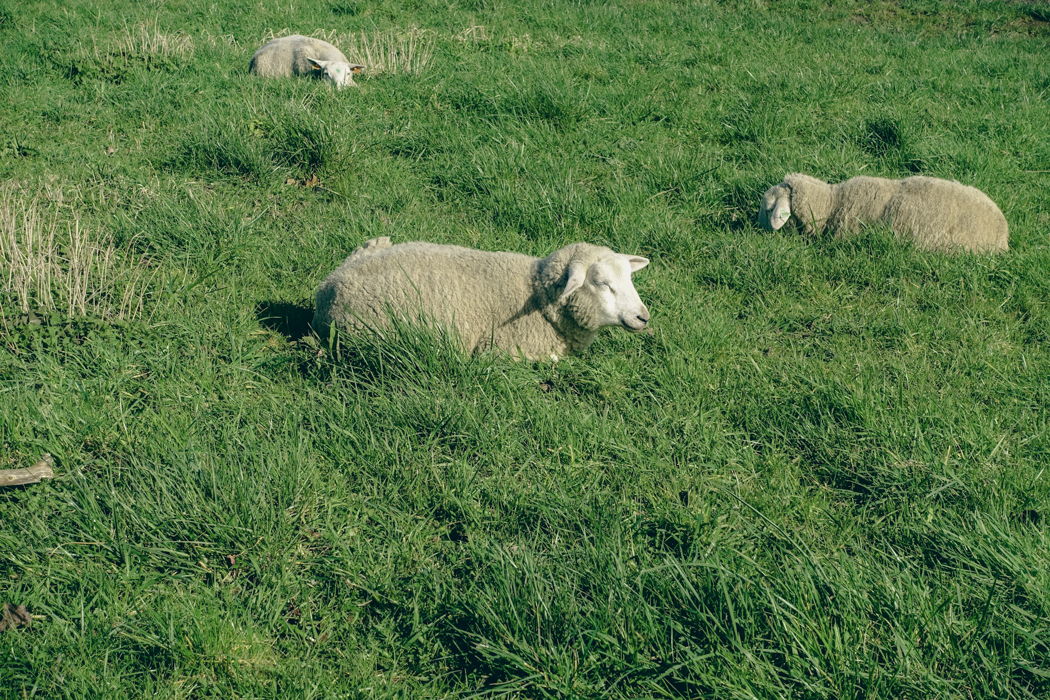 Schaapjes zonnend in het gras