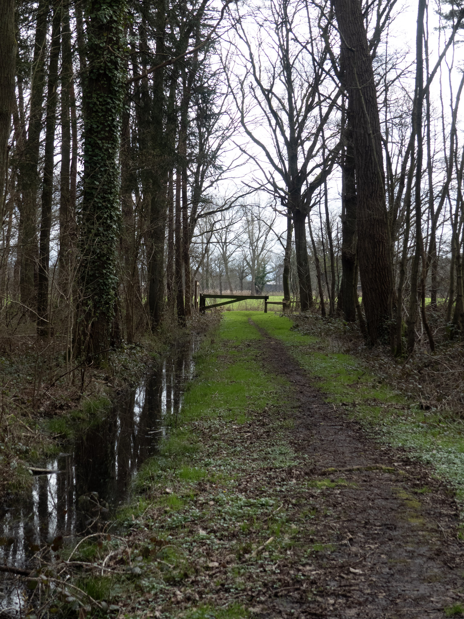 Pad tussen bomen naar hek