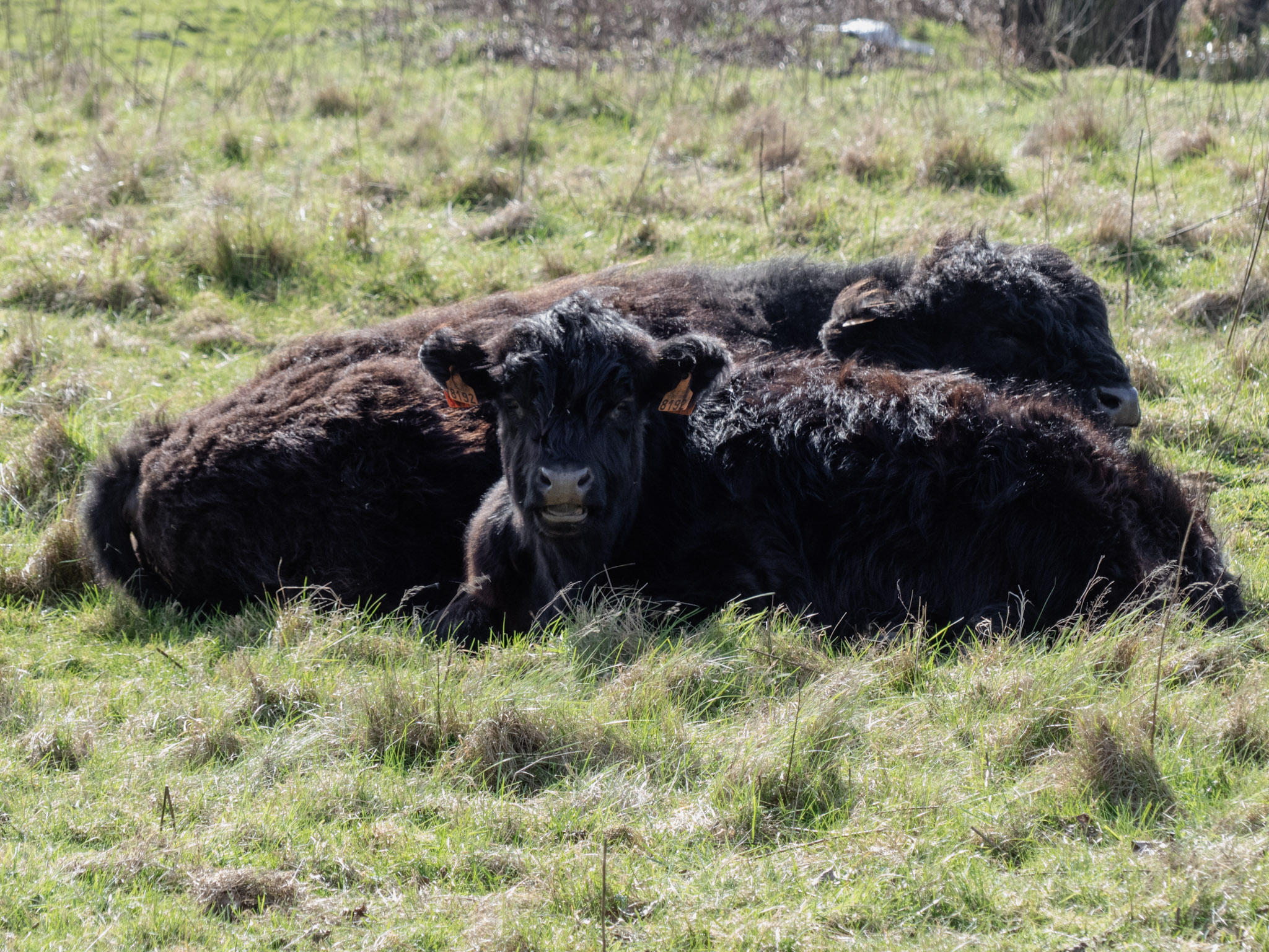 Koeien zonnend in het gras