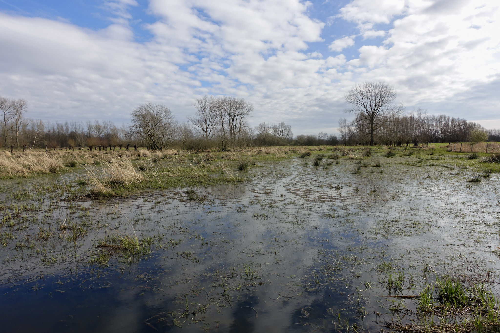 Ondergelopen weiland