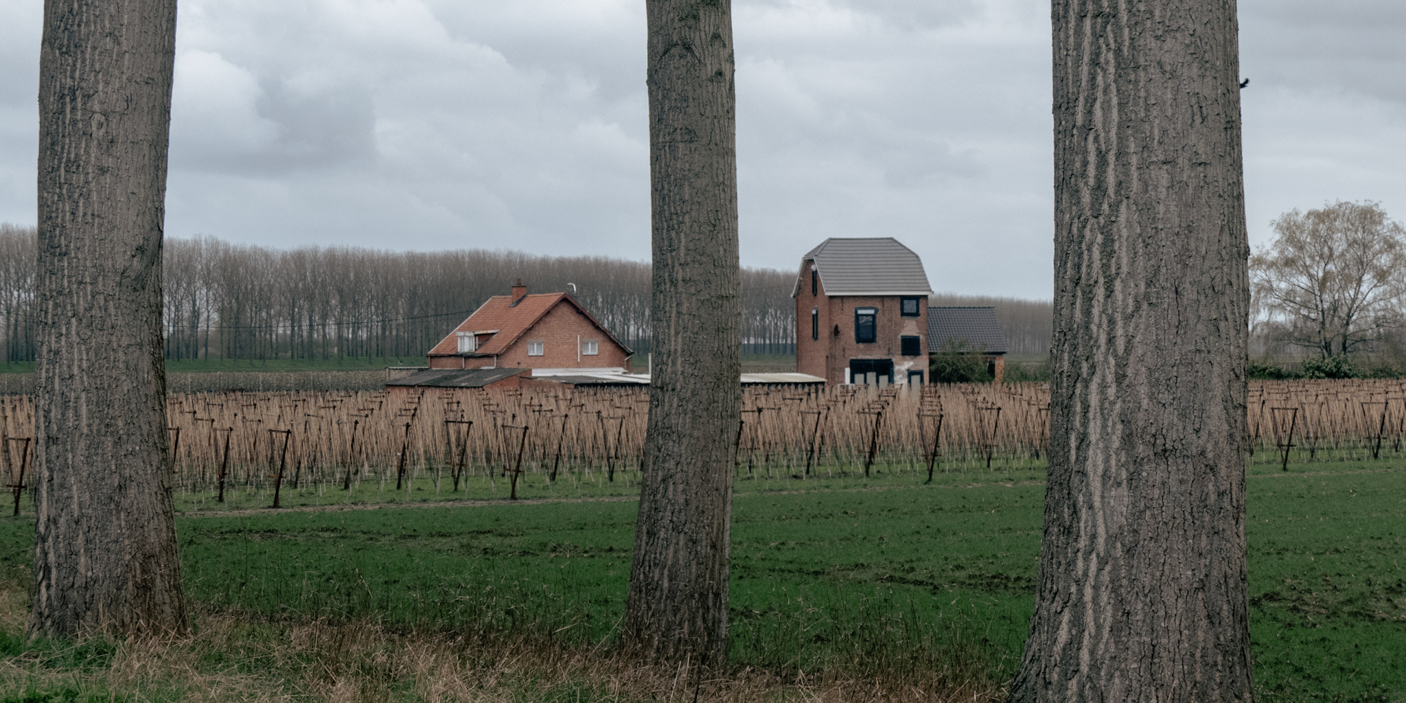 Twee huizen gezien door drie bomen