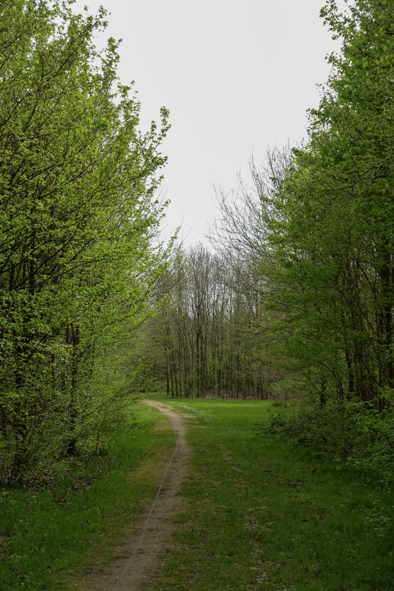 Pad tussen bomen in een aangelegd bos