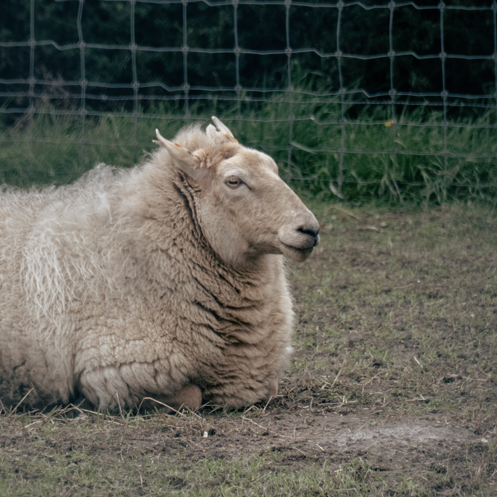 Een rustig zittend schaap