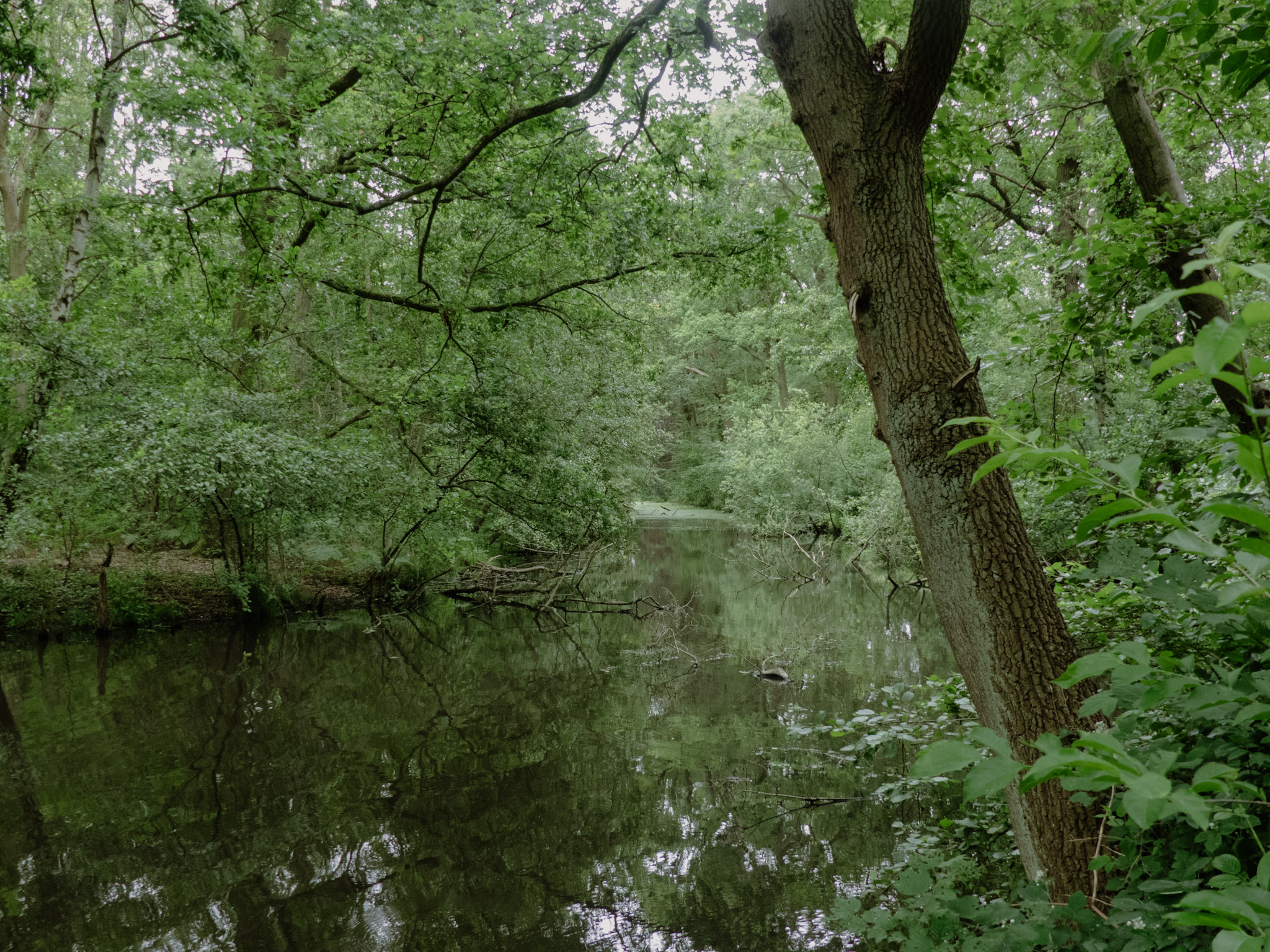 Water door een bos