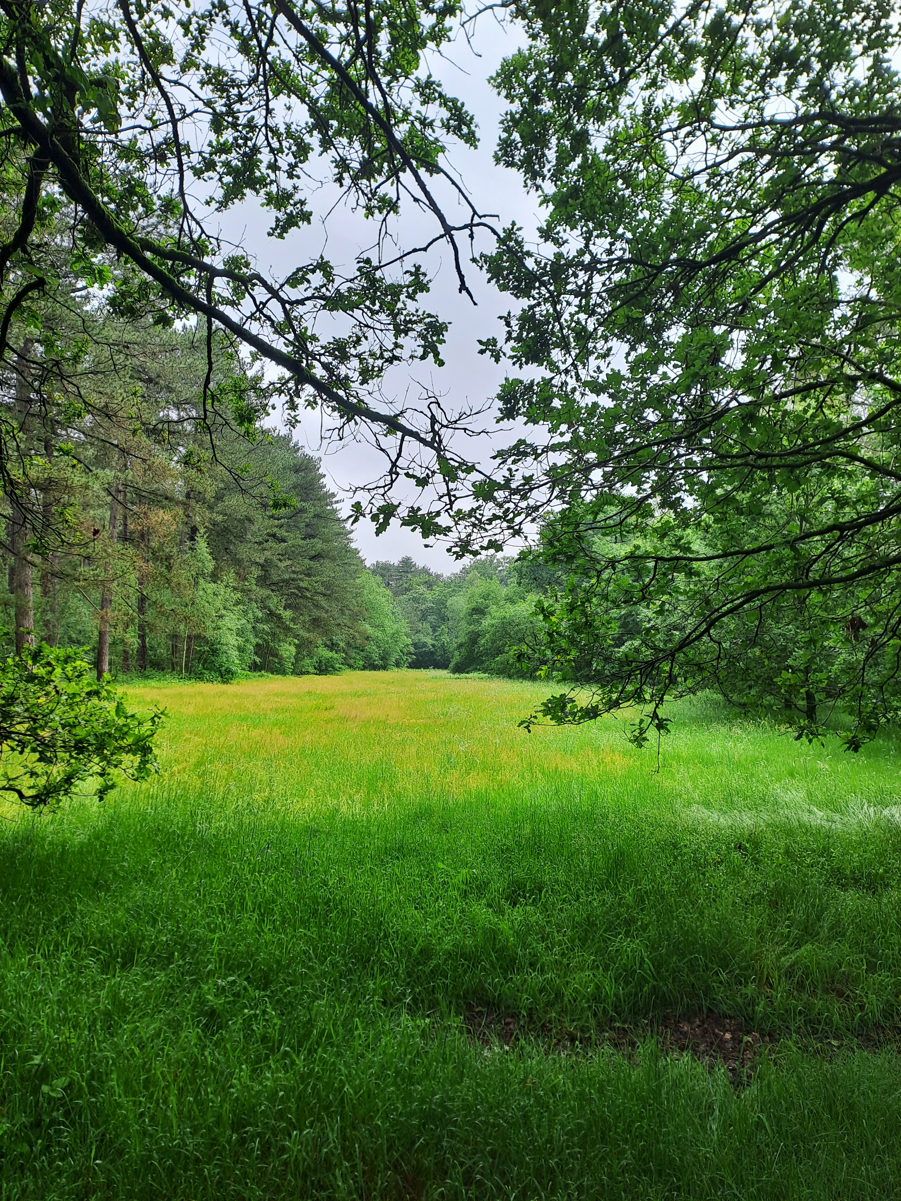 Open stukje in een bos