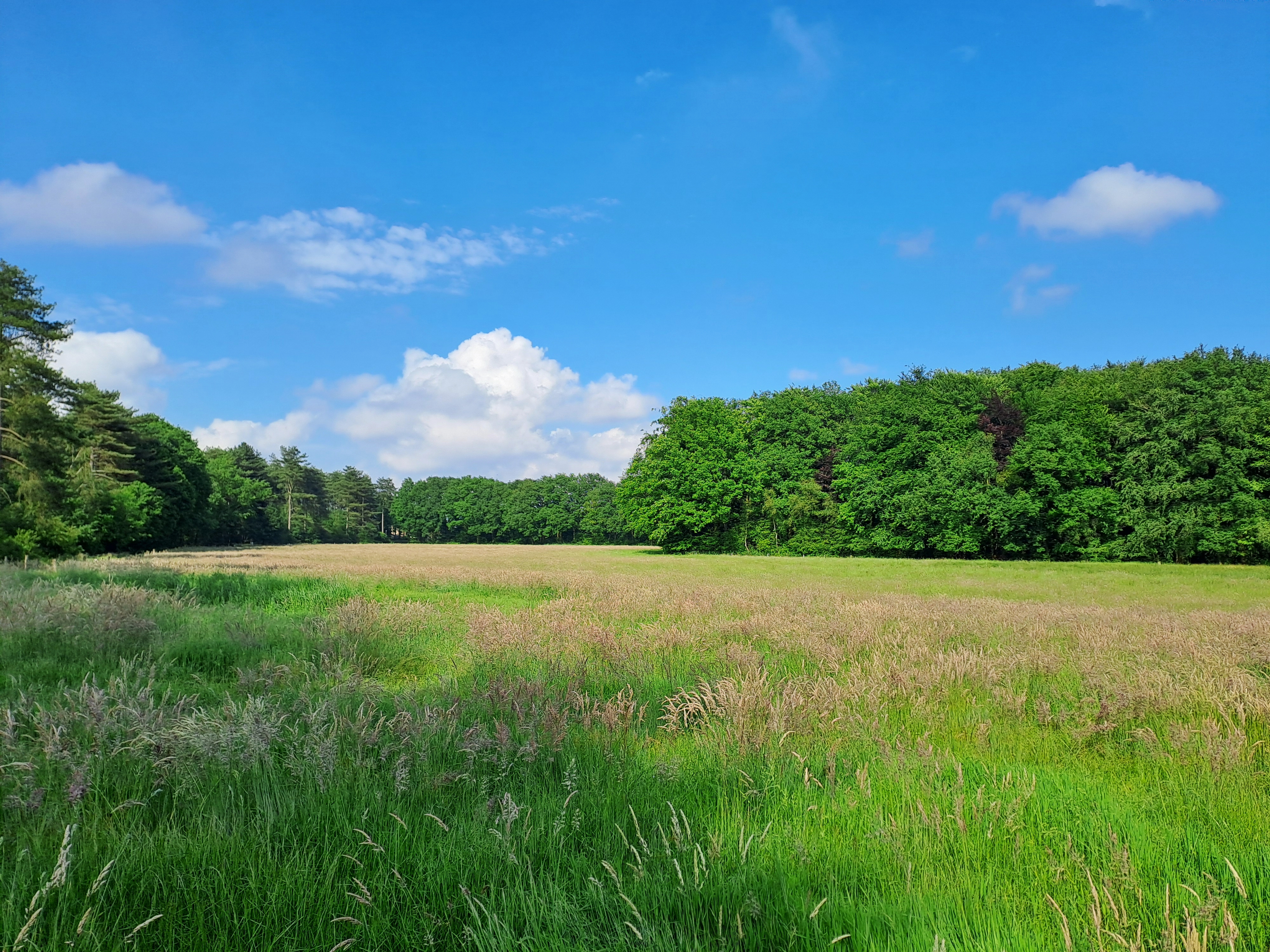 Open veld met bomen aan de horizon