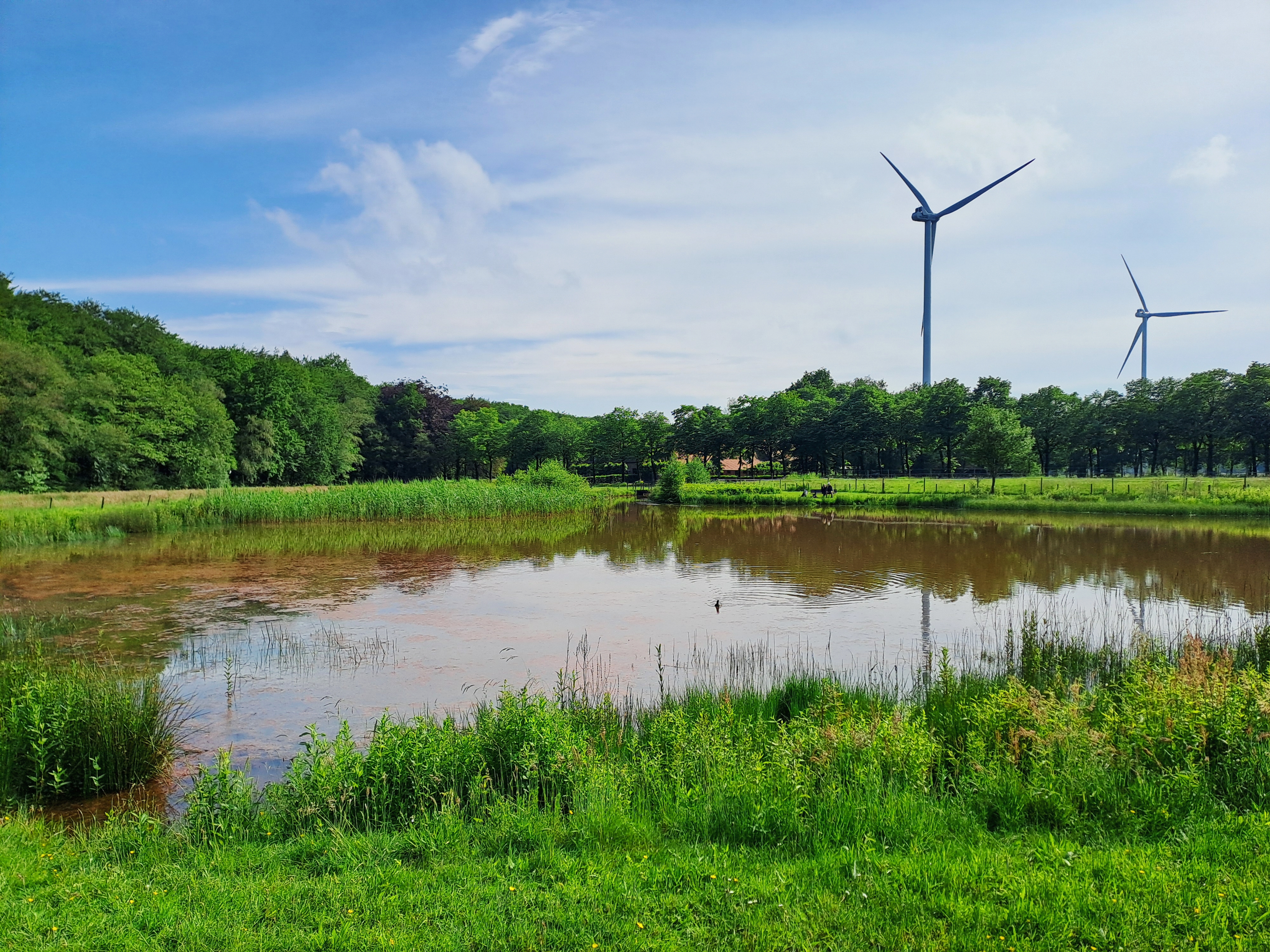 Vijver met windmolens op de achtergrond