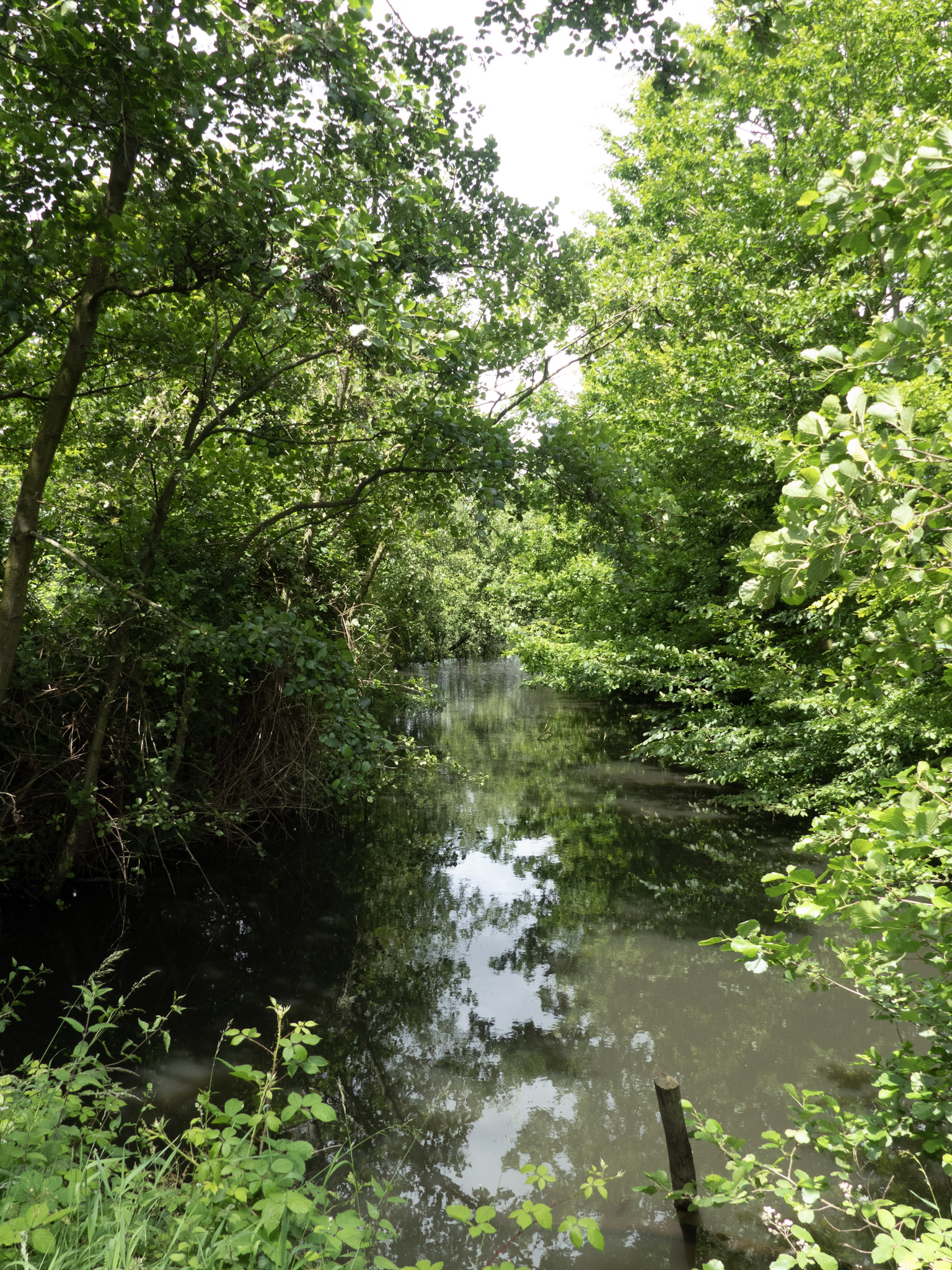 Gracht rond het kasteel van Laarne
