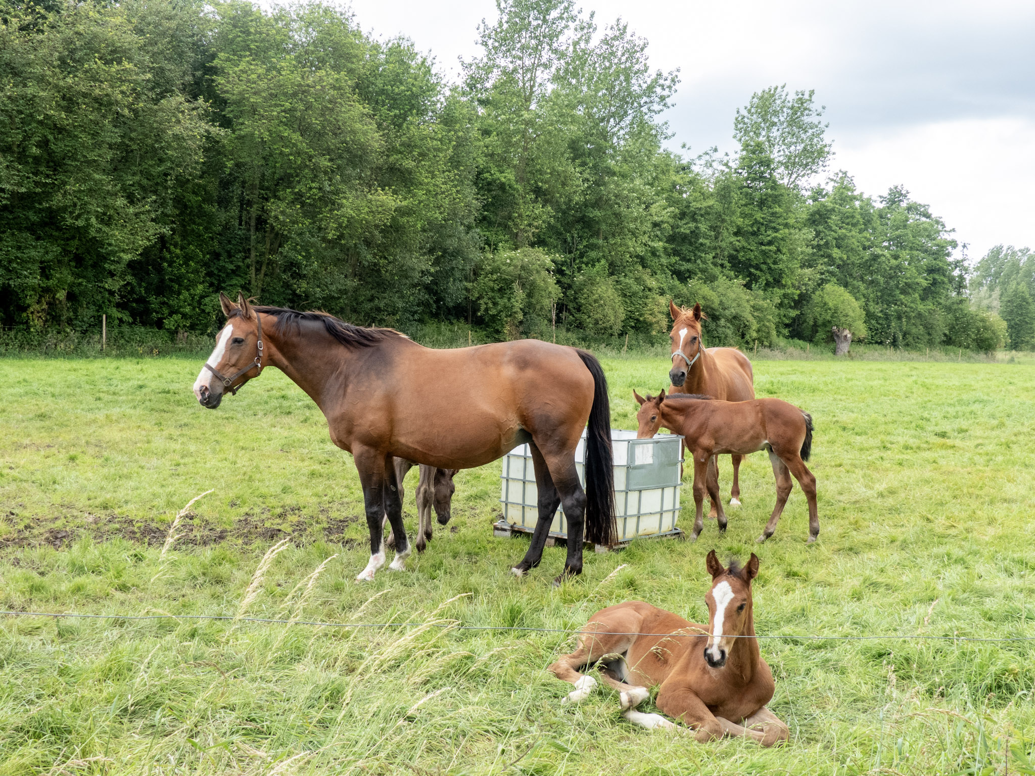Paarden met veulens in een weiland