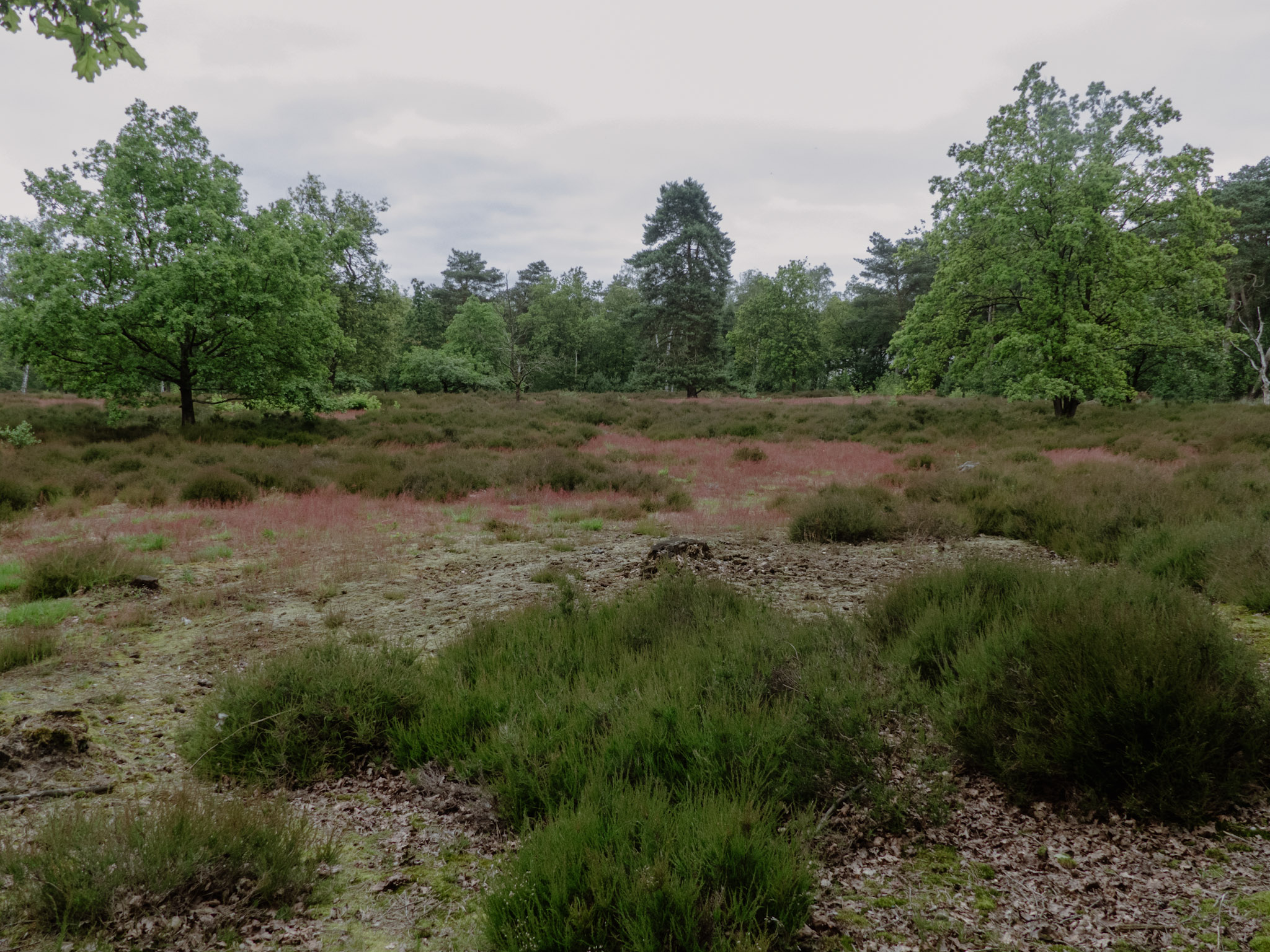 De Kesselse Heide