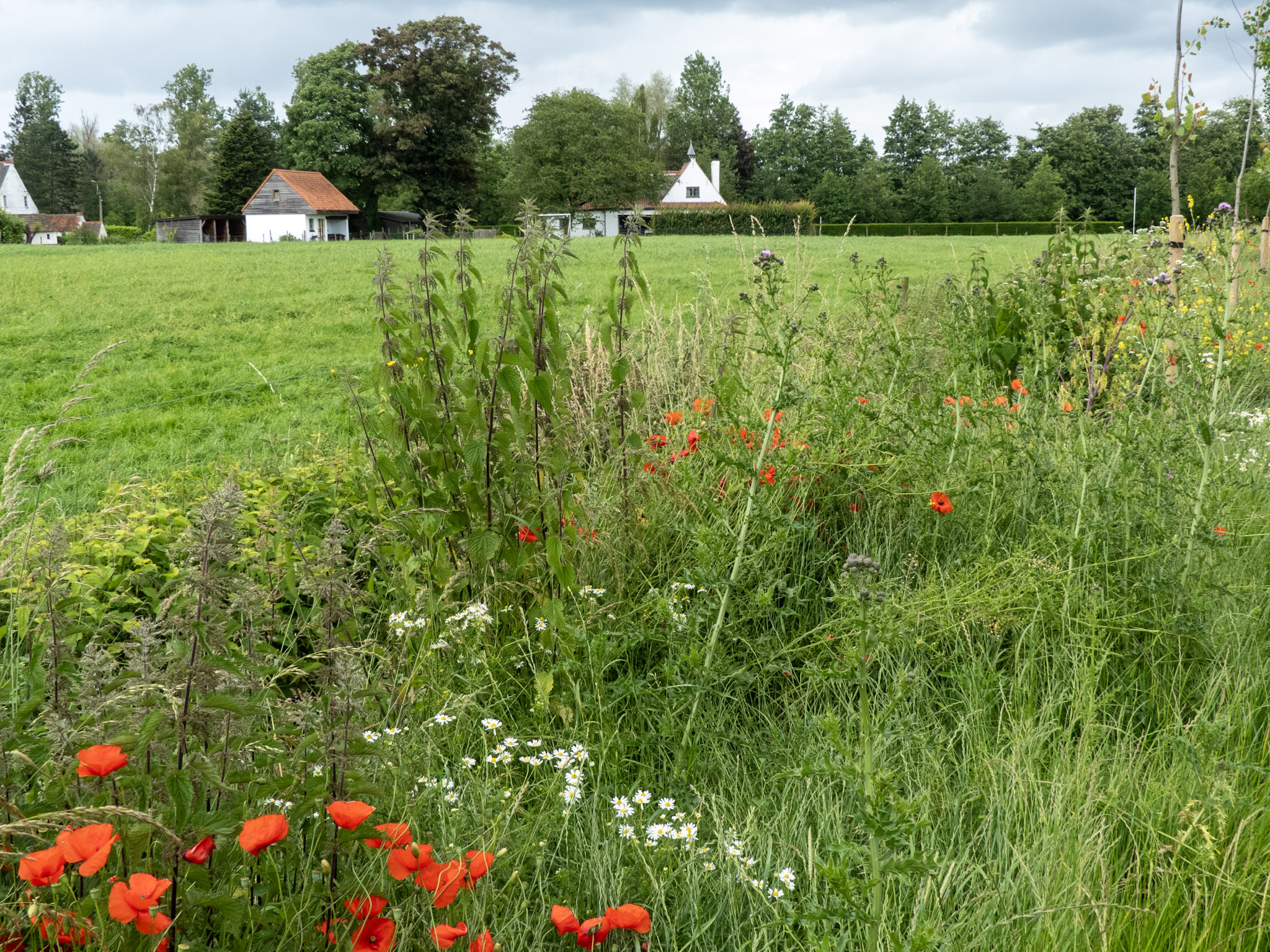 Klaprozen in de berm
