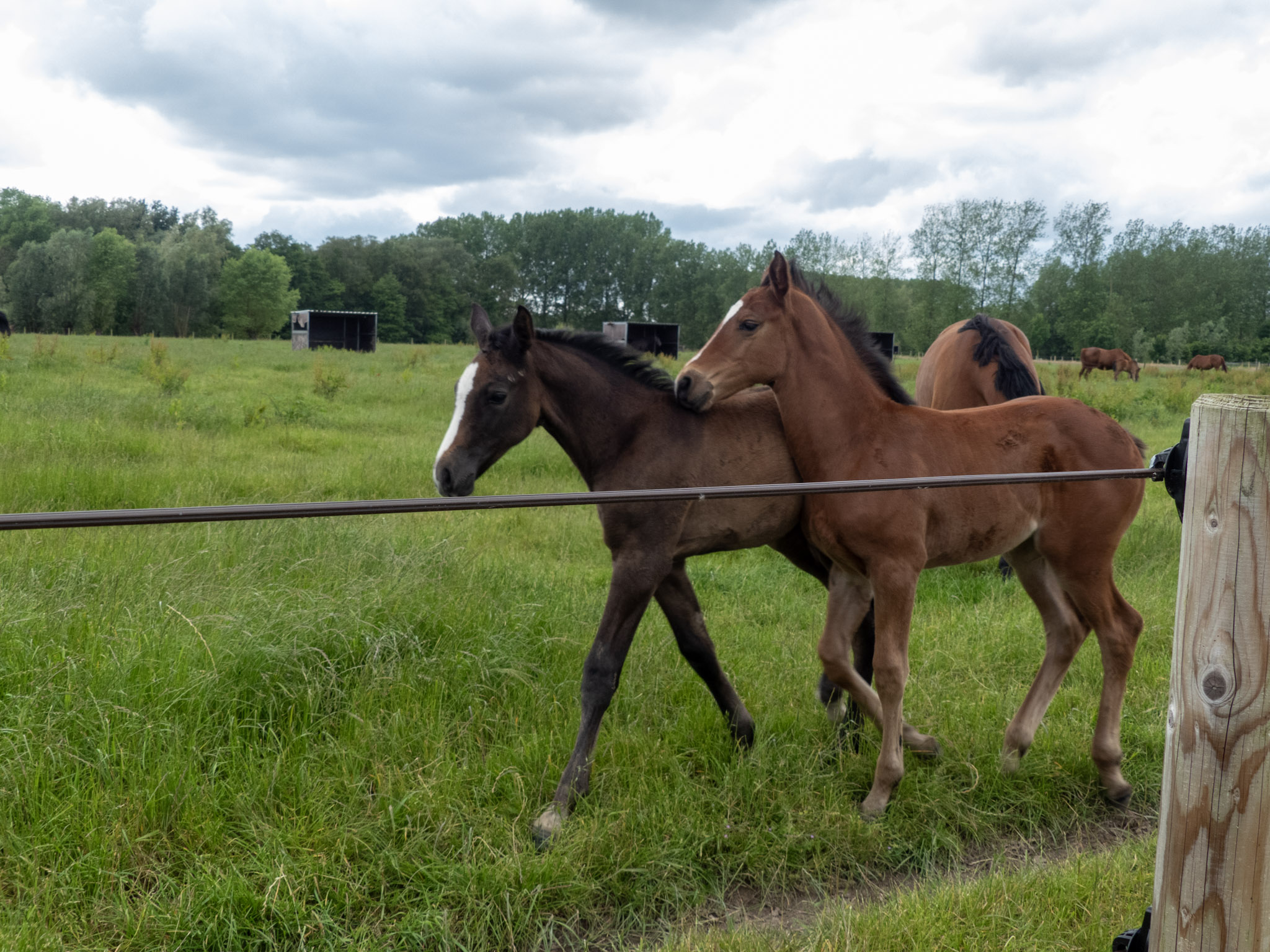 Rennende paarden in een weiland