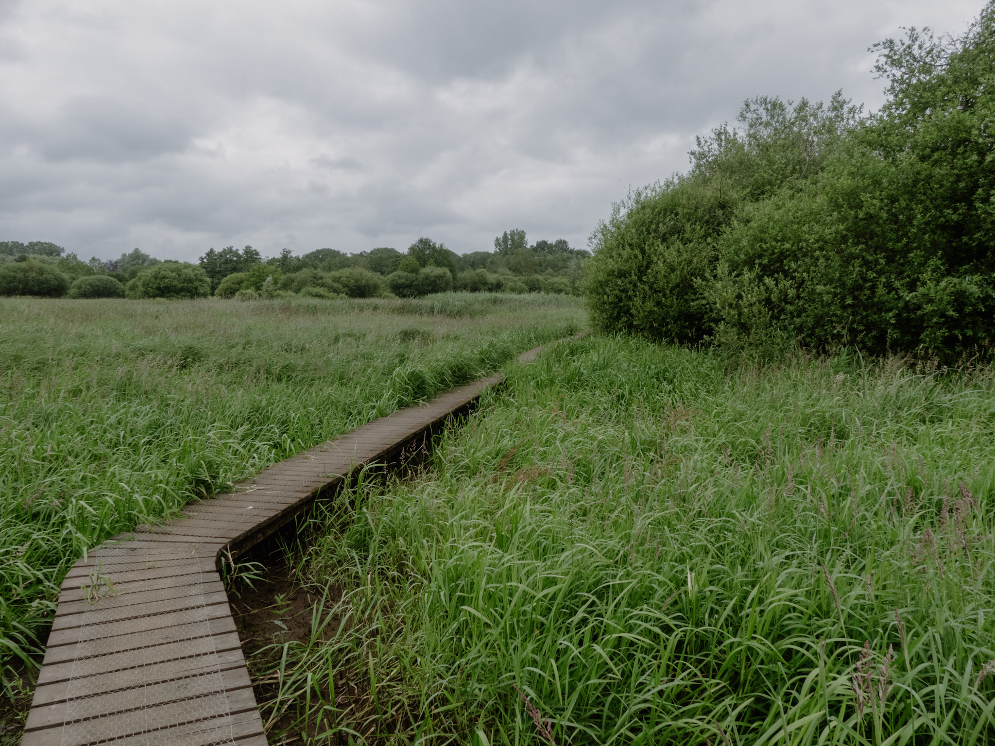 Een vlonderpad door het groen