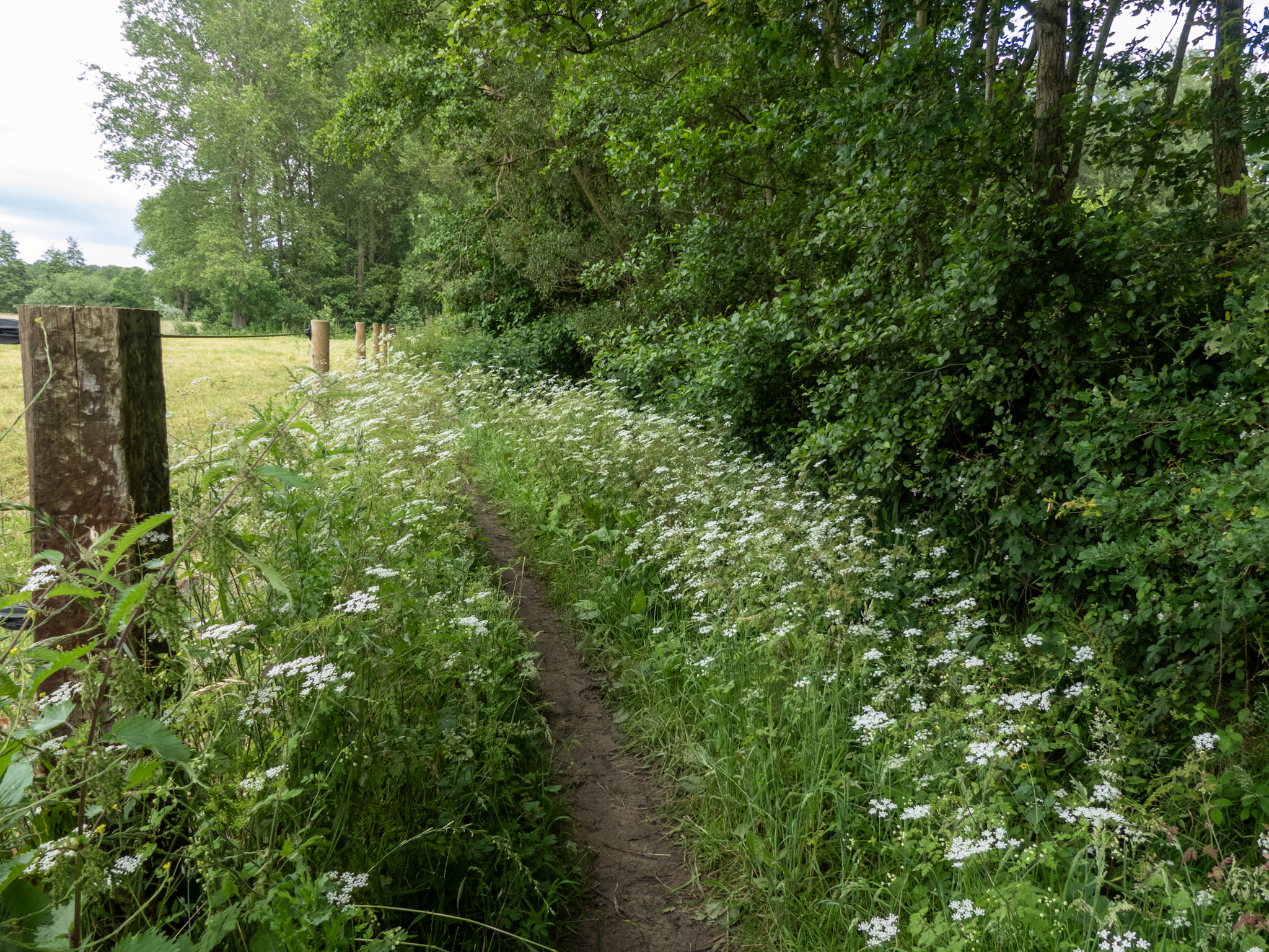 Klein padje omringd door witte bloemen