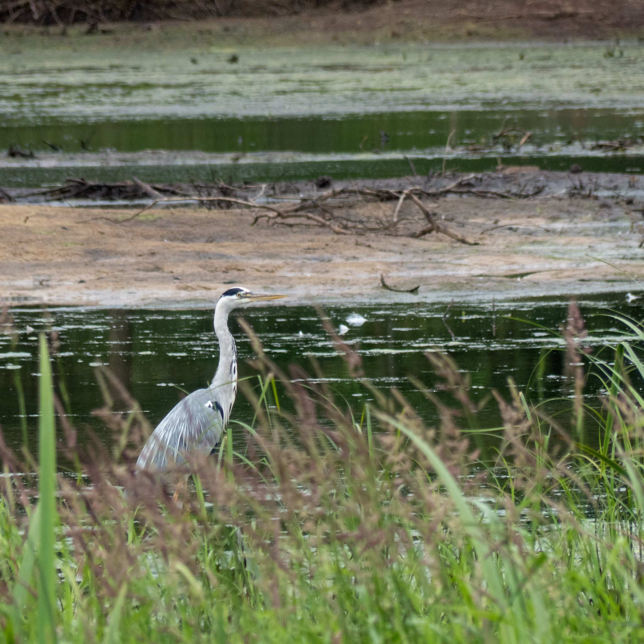 Een reiger