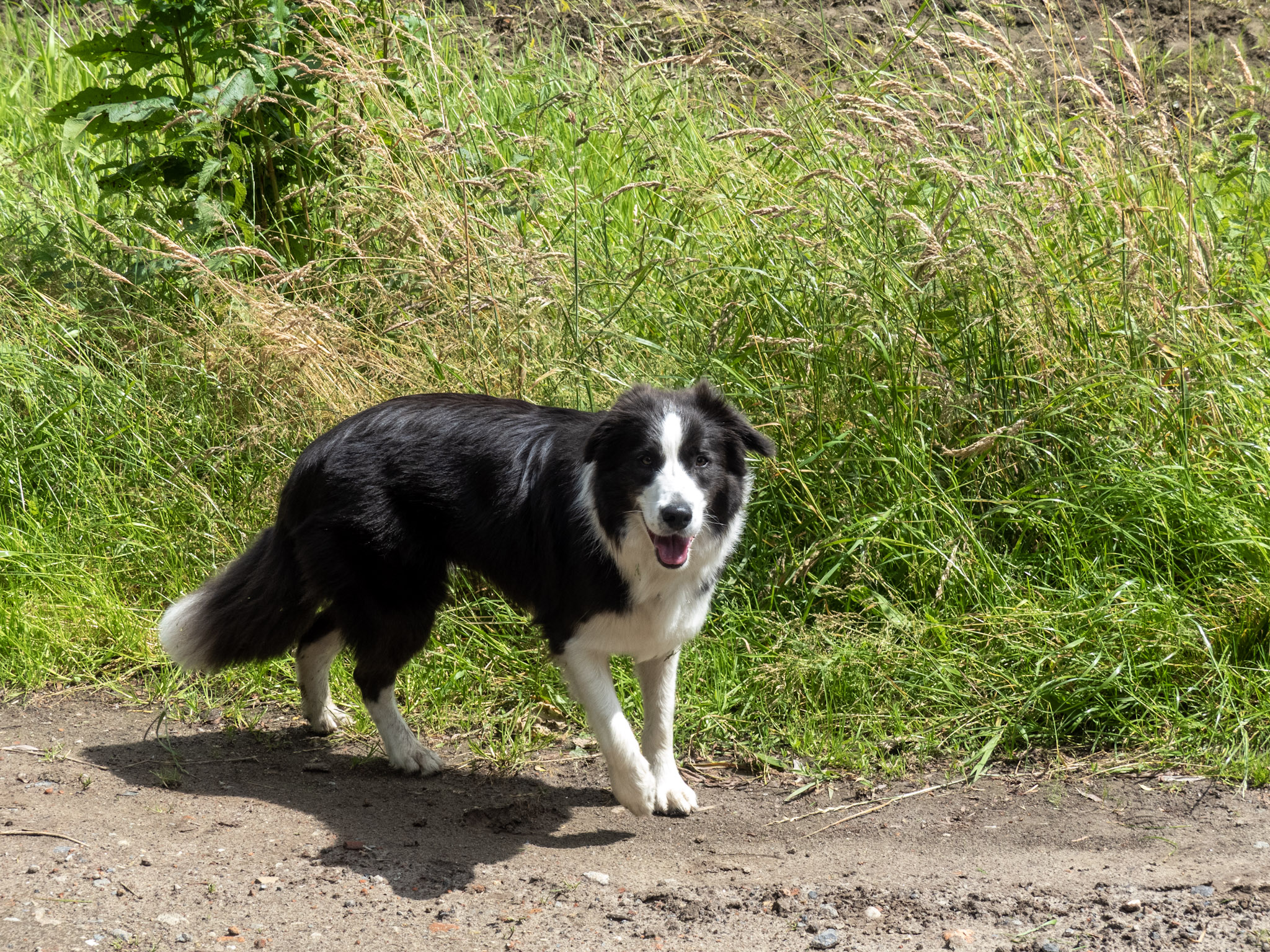 Een vrolijke hond
