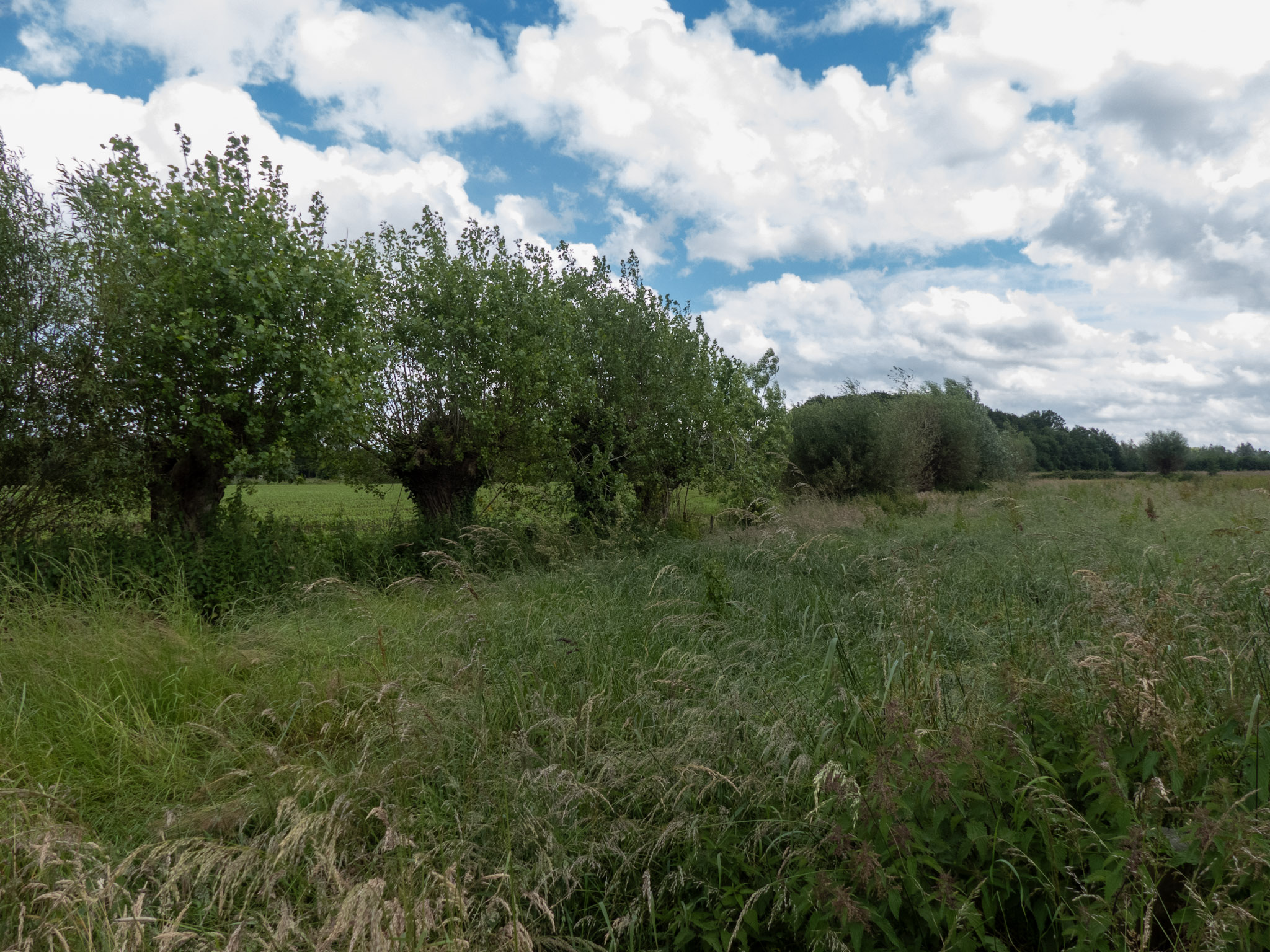 Knotwilgen in het groen