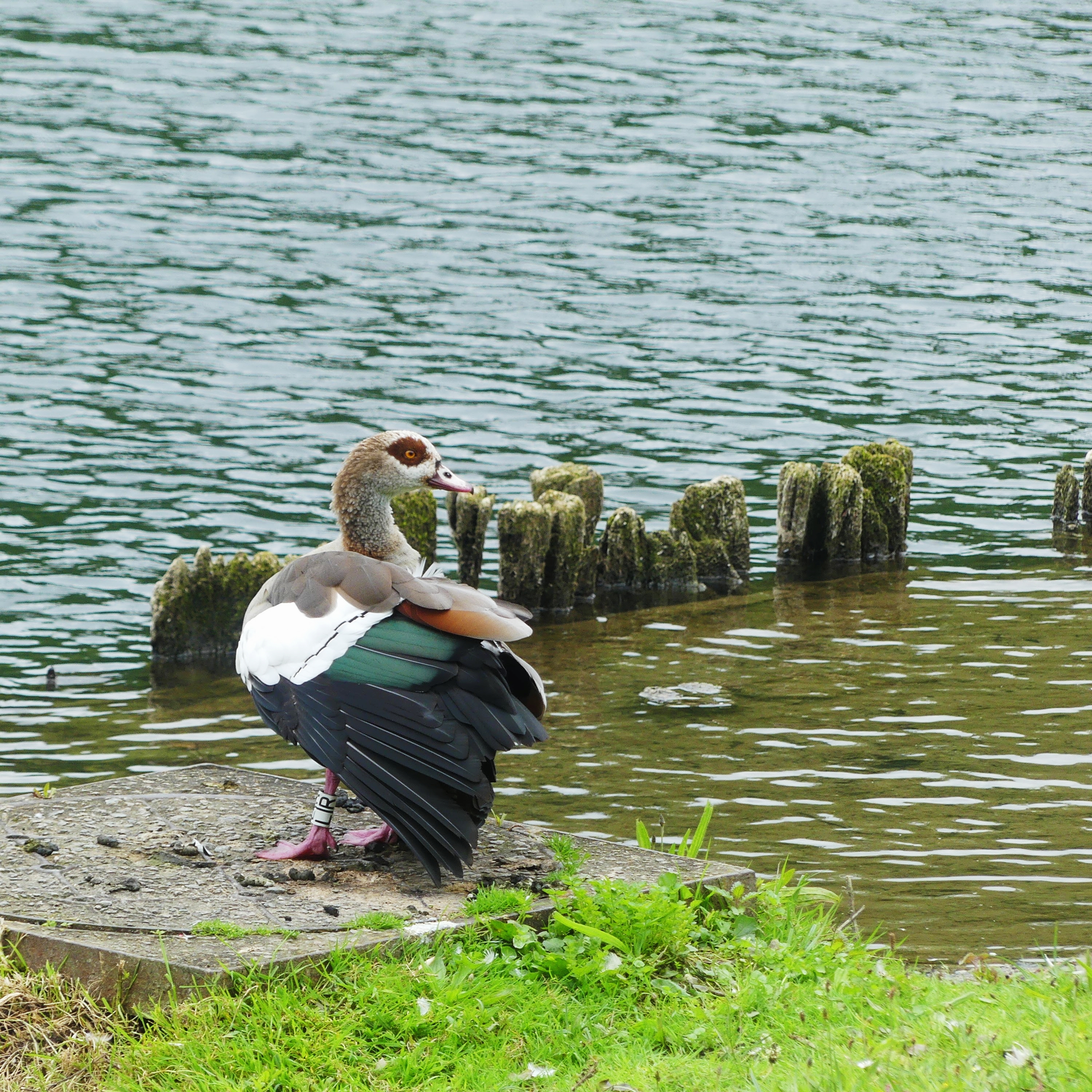 Een nijlgans (?) aan het water