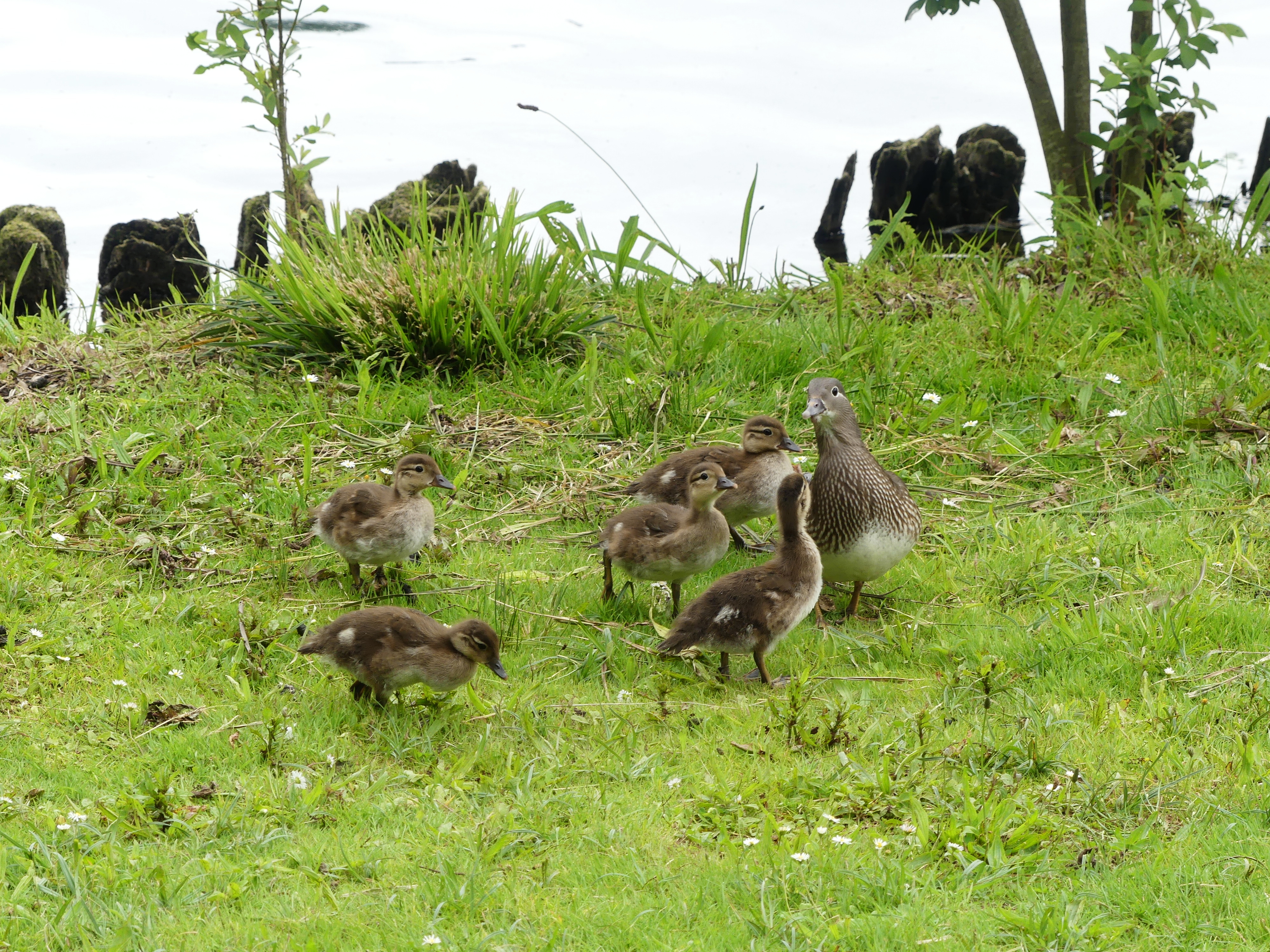 Een gans/eend met haar kindjes