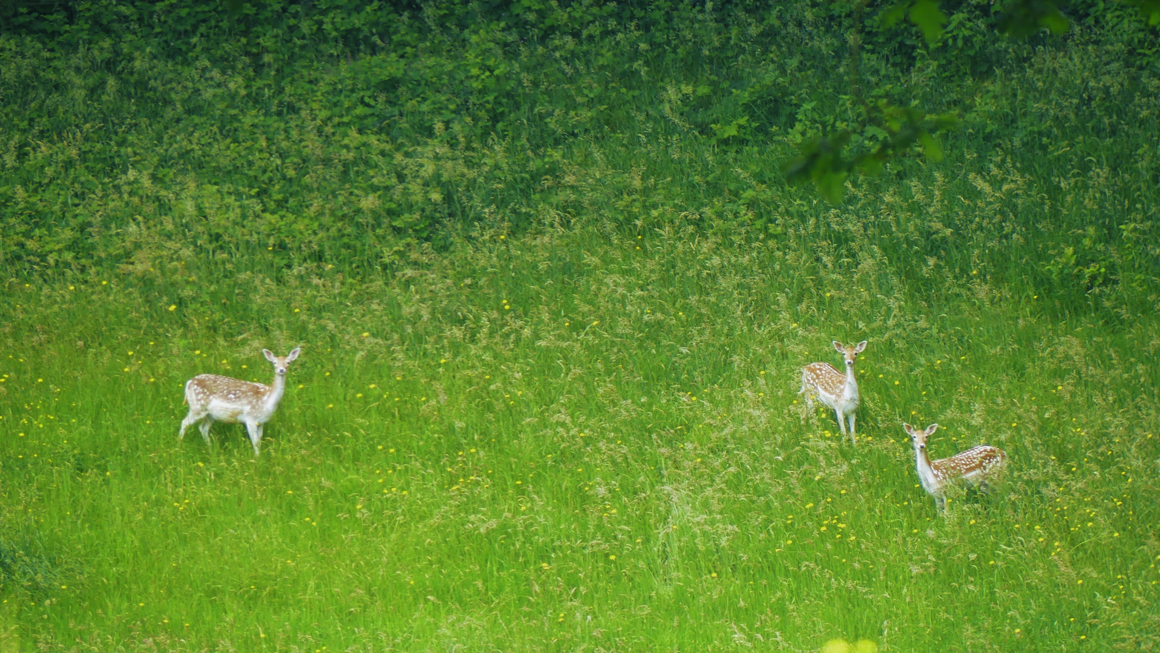 Hertjes in het groen