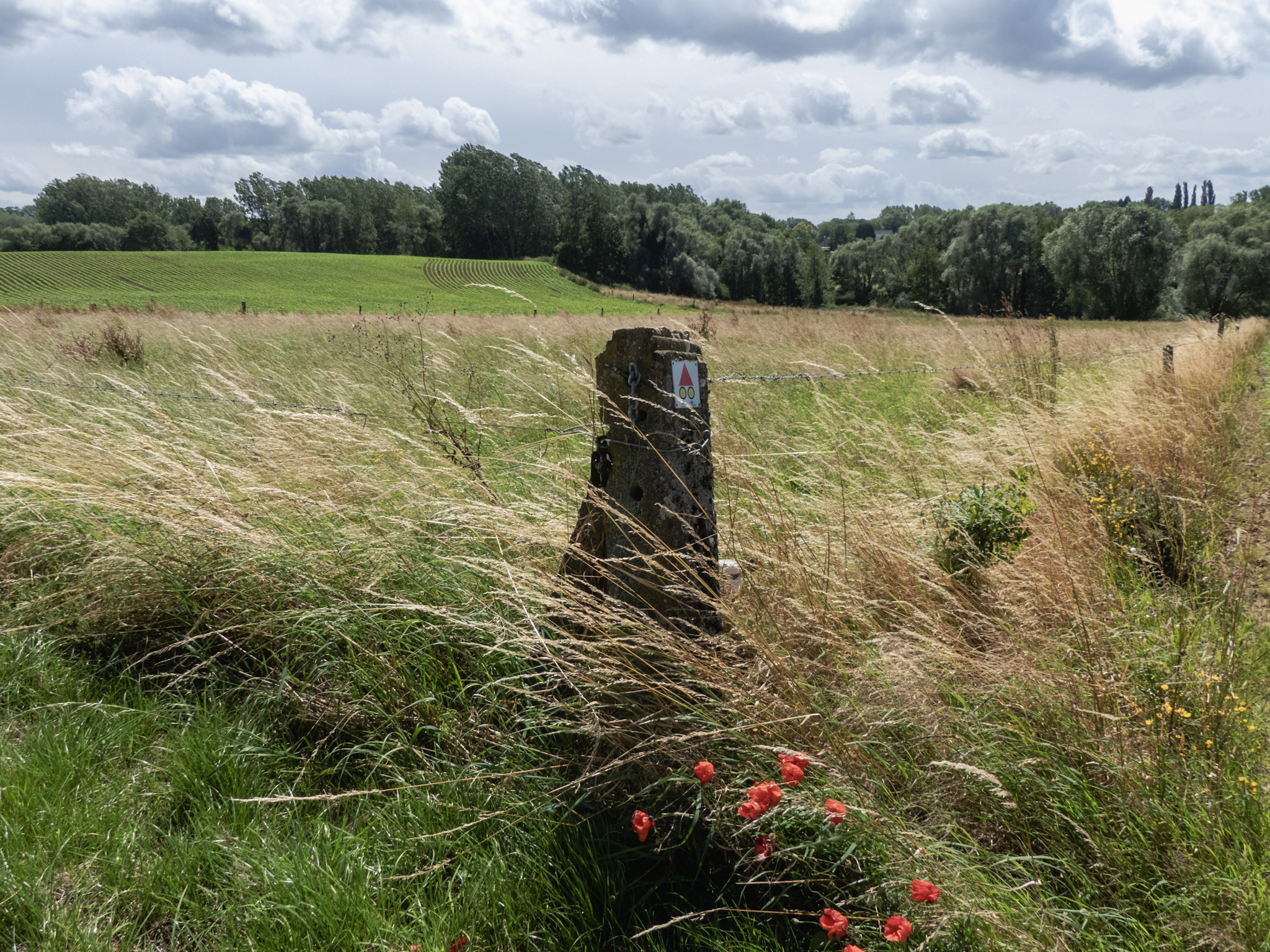 Klaprozen voor een hek met velden daarachter