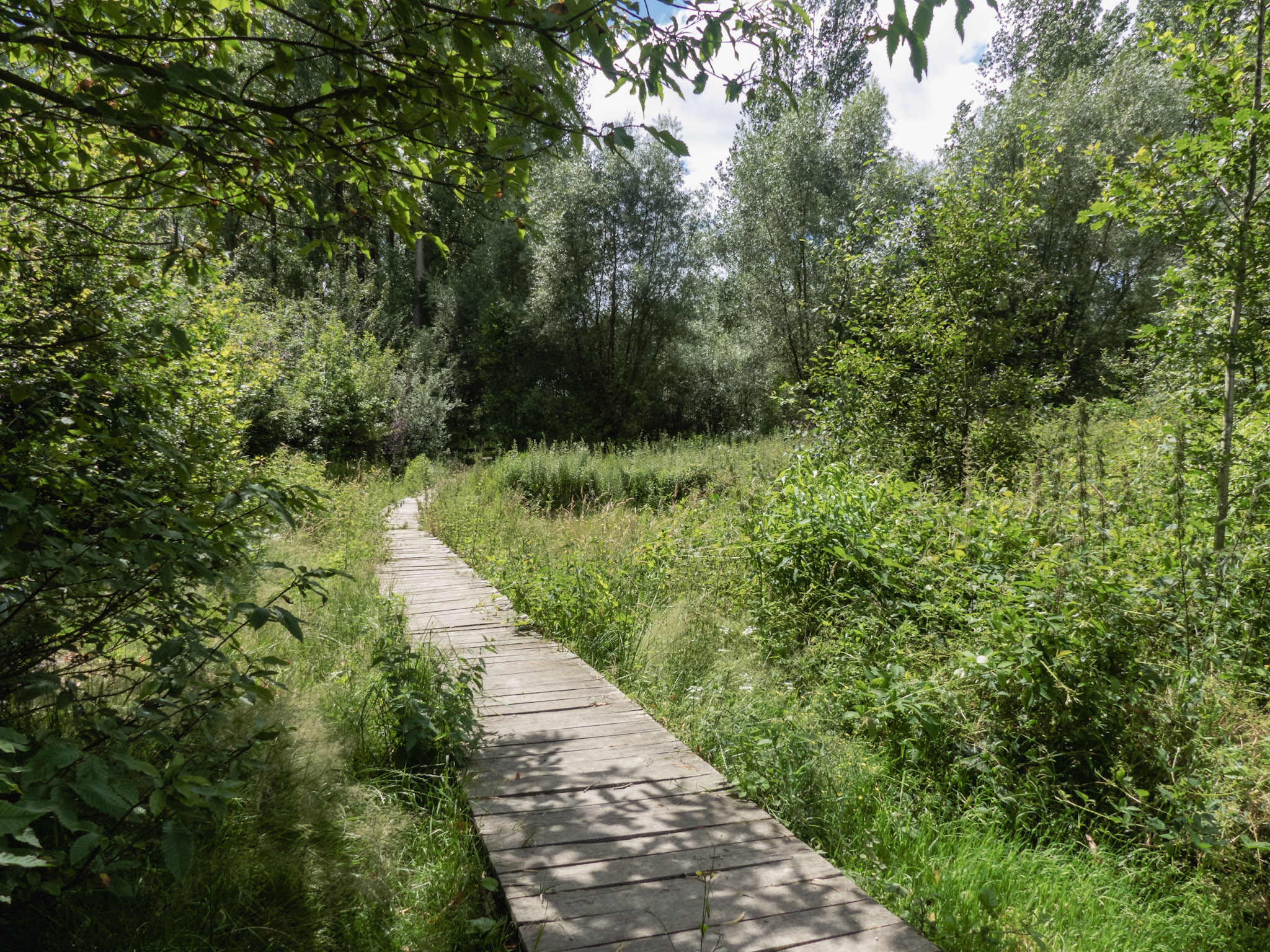 Vlonderpad door het groen